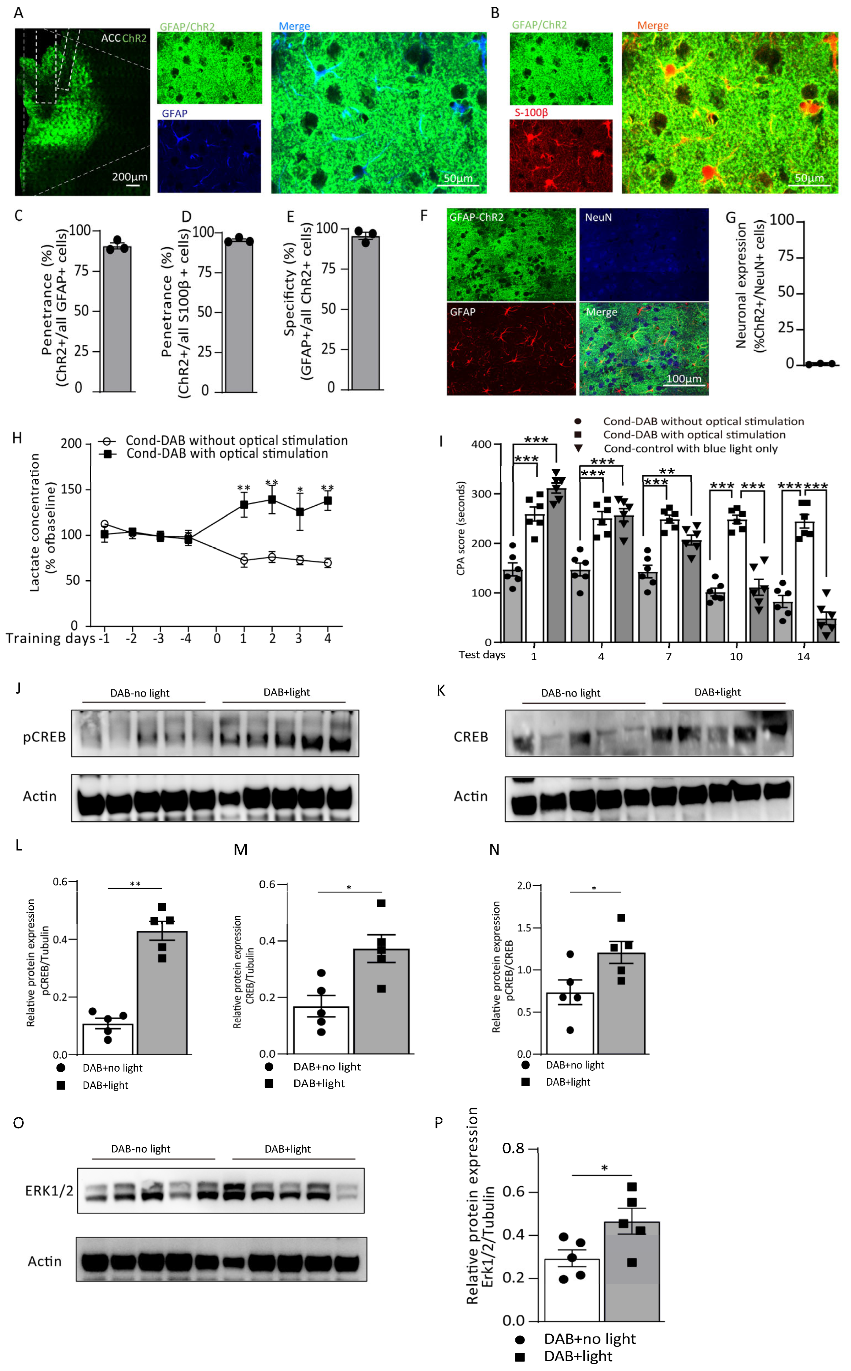 Cells 12 00026 g005 Cells 12 00026 g005