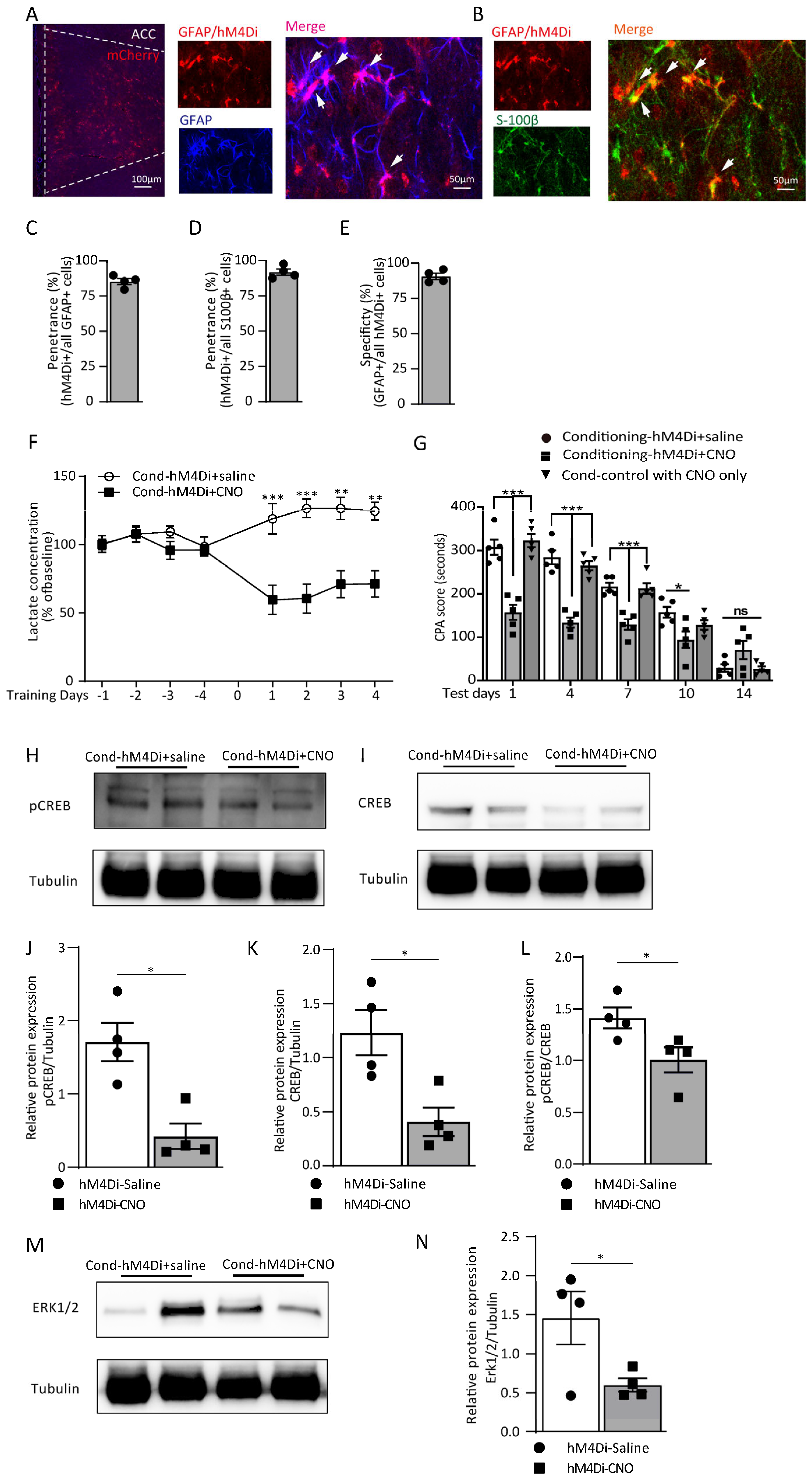 Cells 12 00026 g006 Cells 12 00026 g006