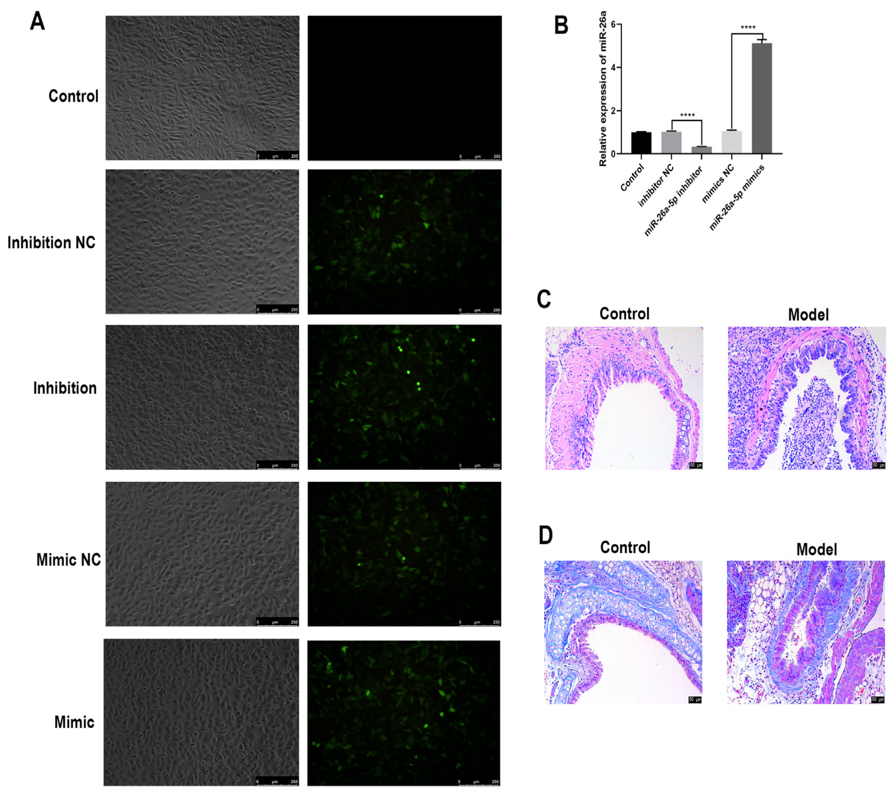 Cells 12 00038 g002 Cells 12 00038 g002