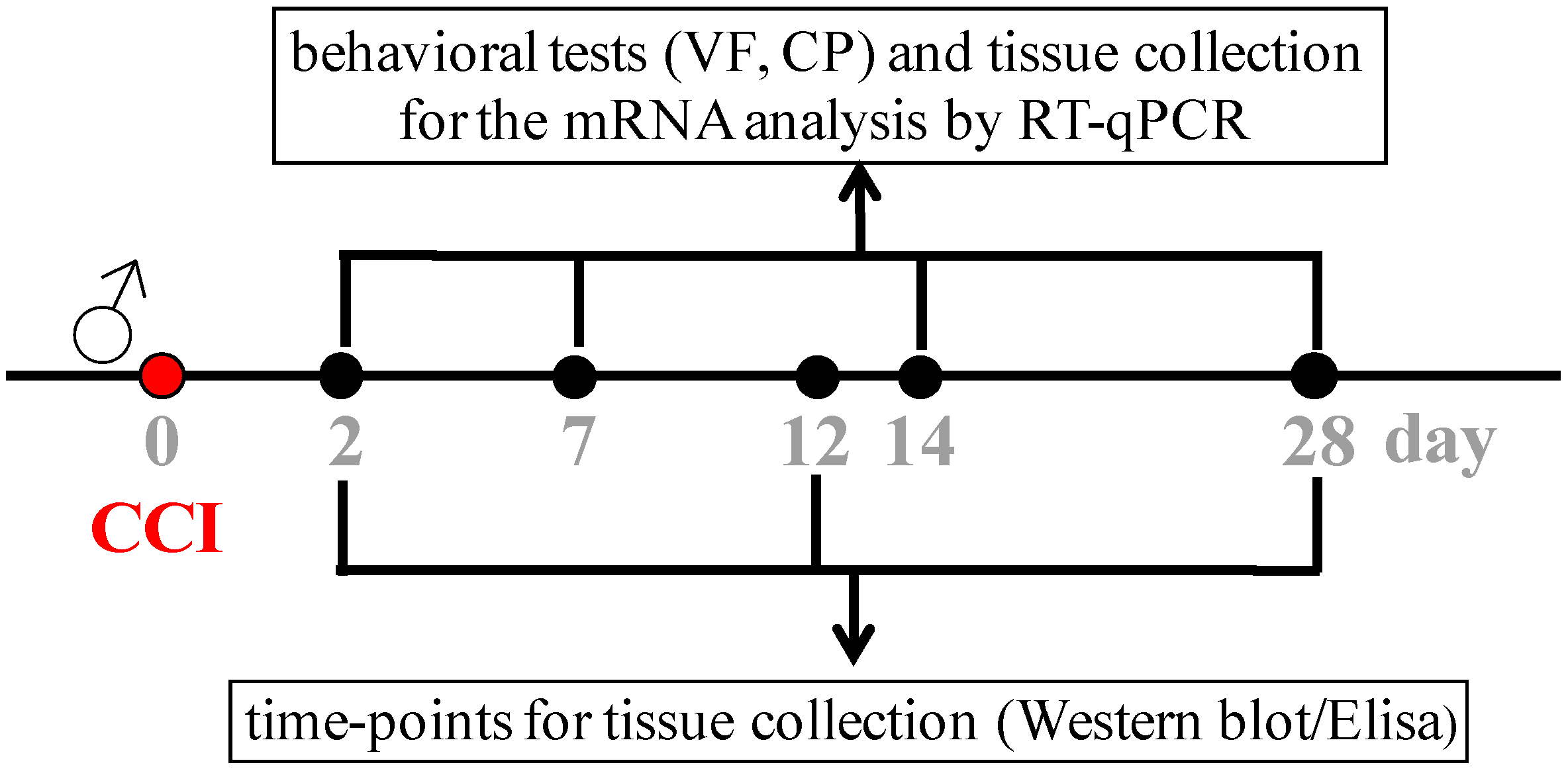 Cells 12 00098 sch001