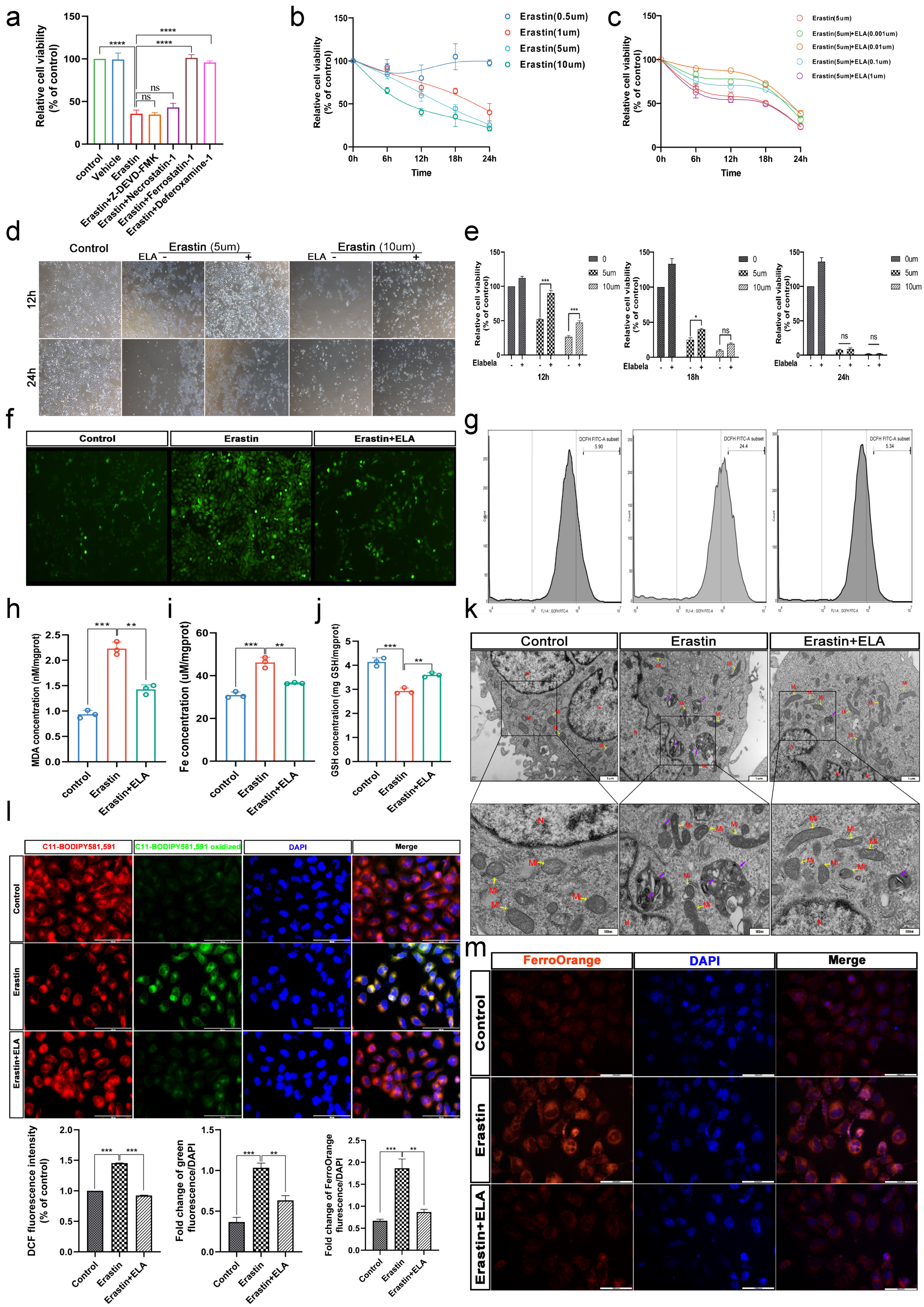 Cells 12 00099 g004 Cells 12 00099 g004