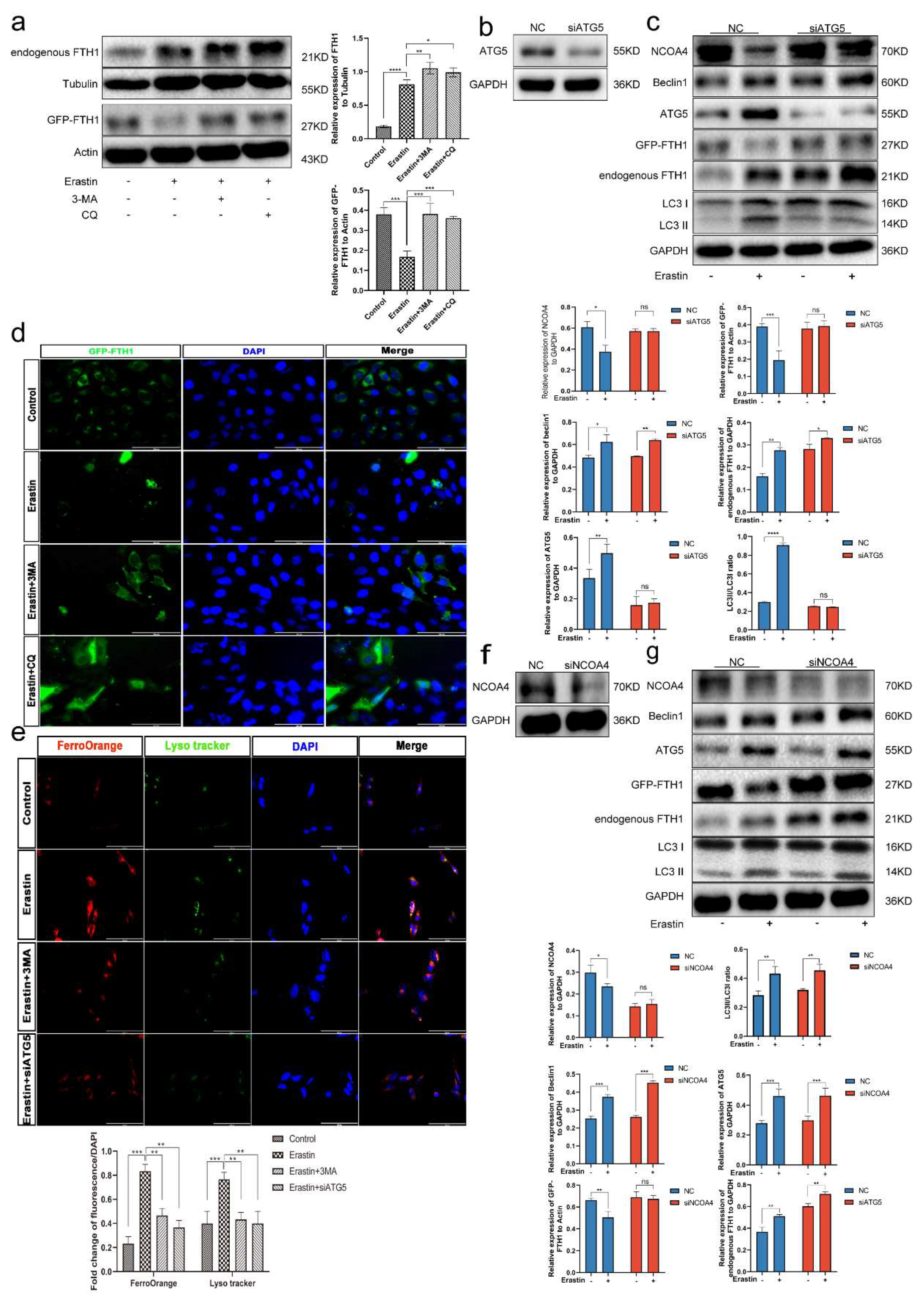 Cells 12 00099 g006 Cells 12 00099 g006