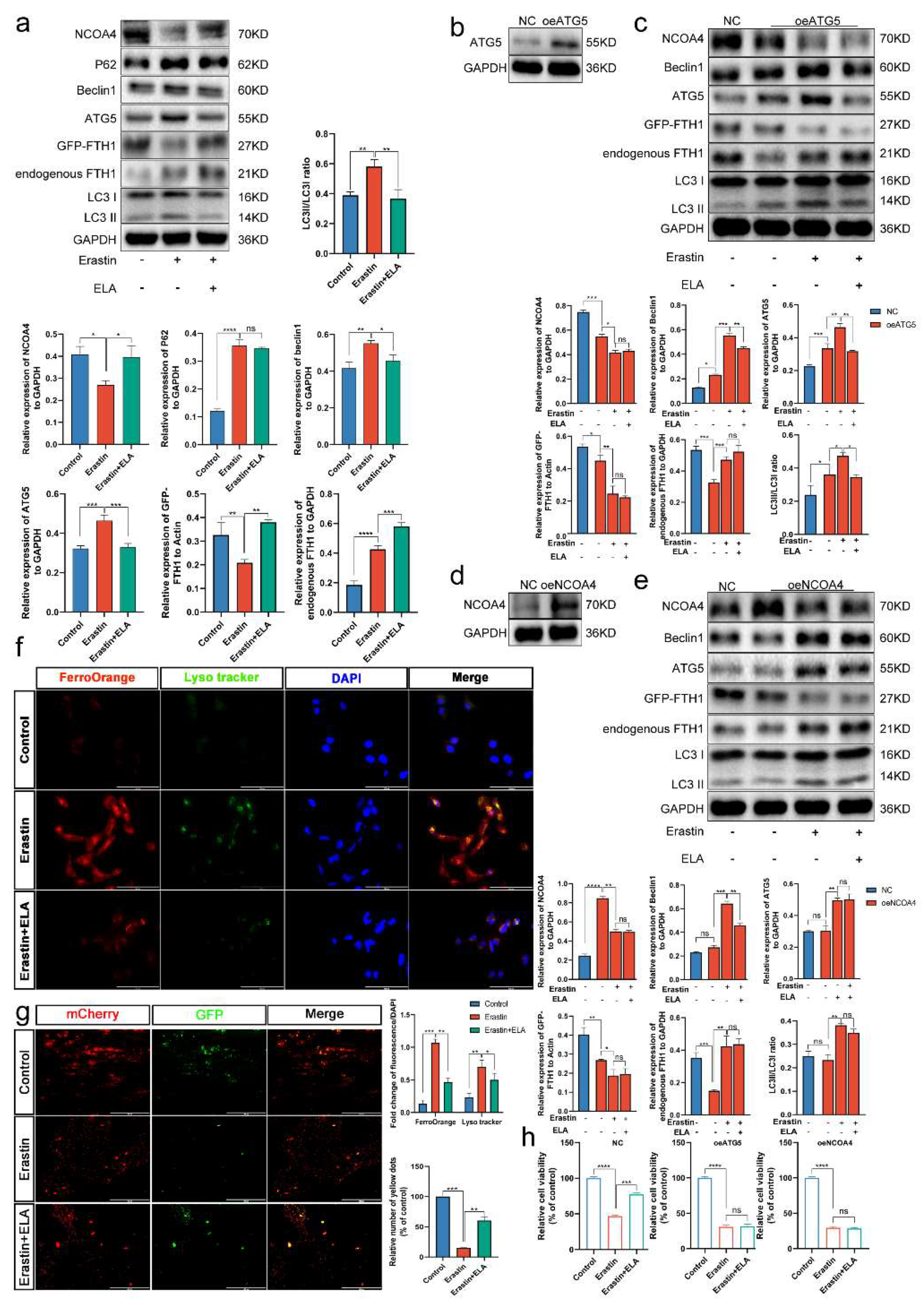 Cells 12 00099 g007 Cells 12 00099 g007