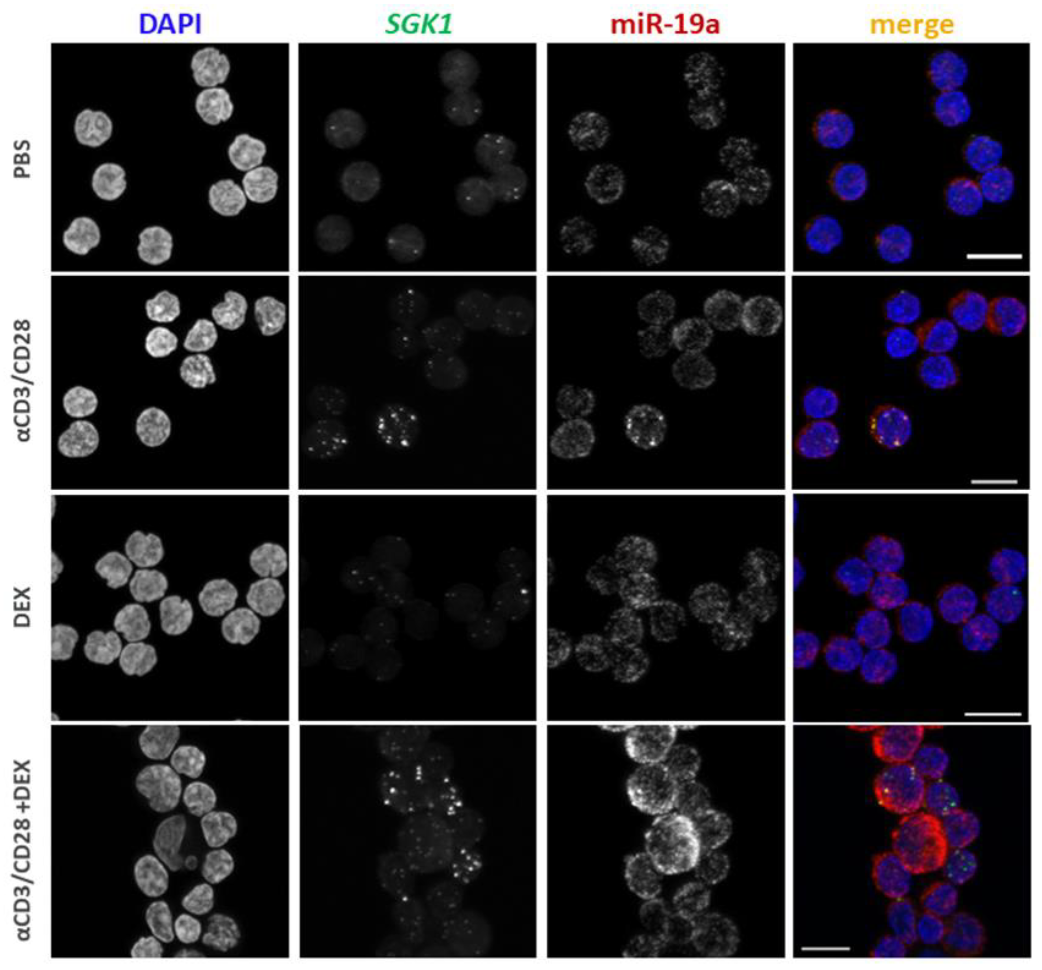Cells 12 00133 g004 Cells 12 00133 g004
