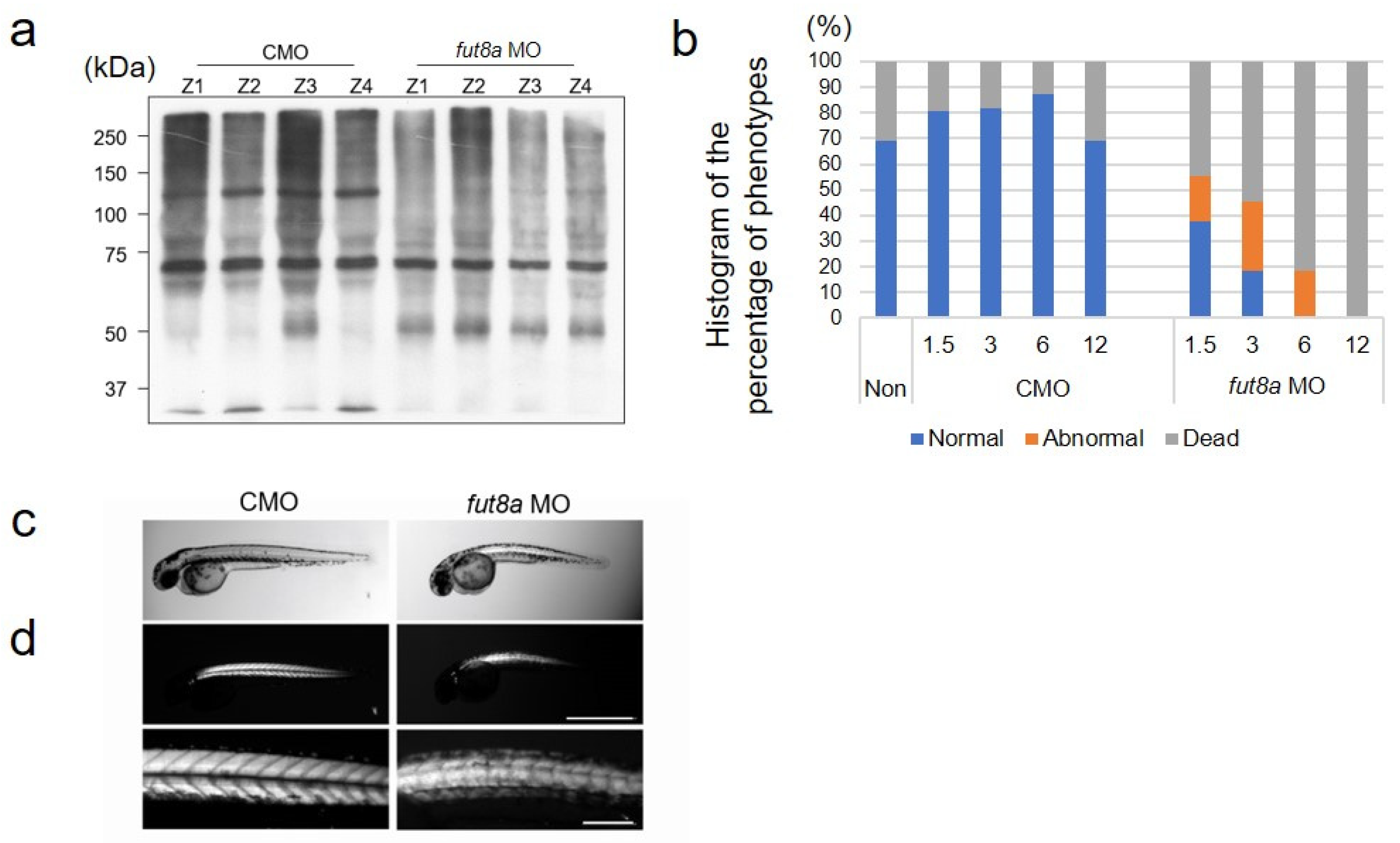 Cells 12 00144 g001 Cells 12 00144 g001