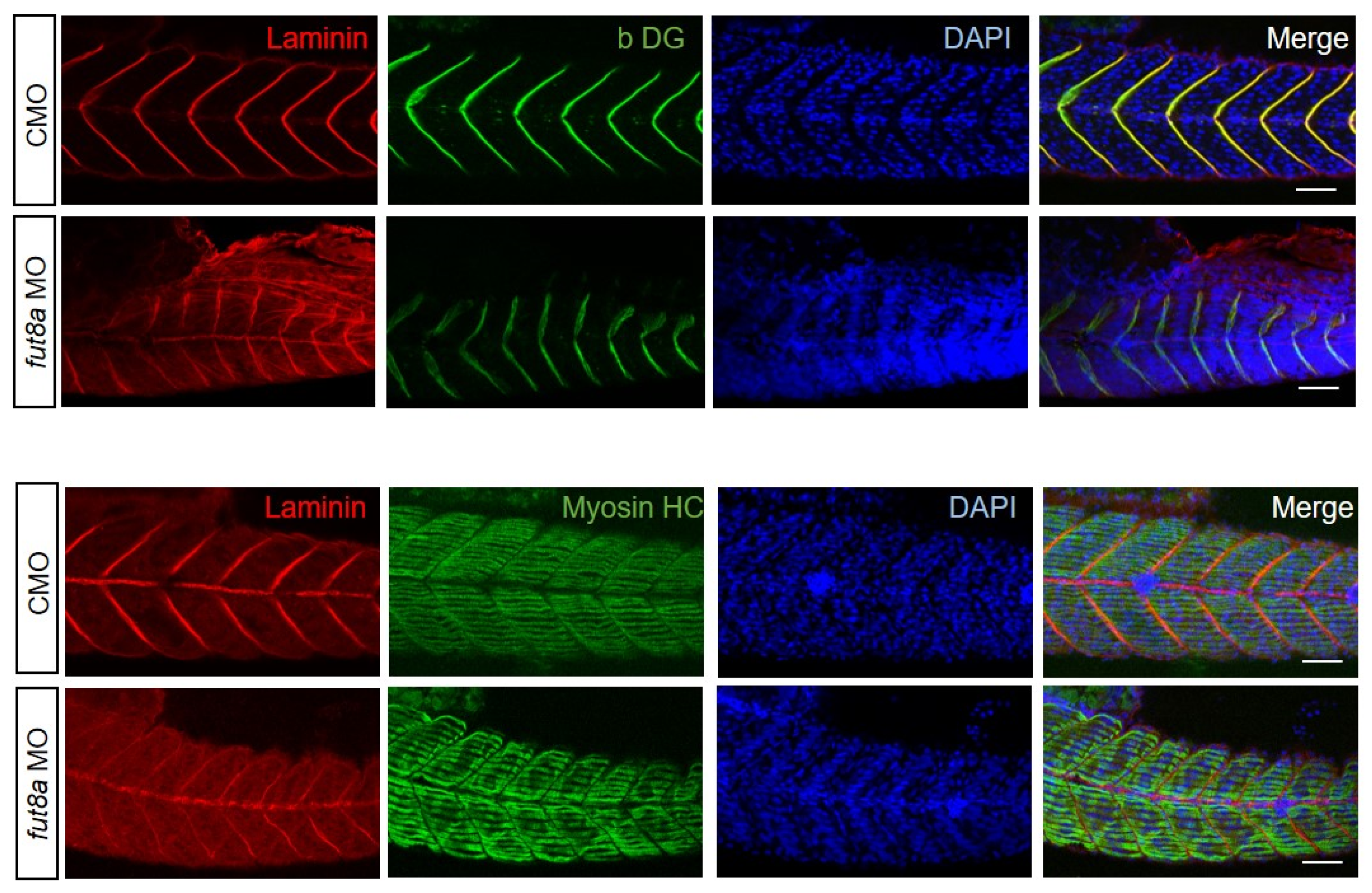 Cells 12 00144 g002 Cells 12 00144 g002