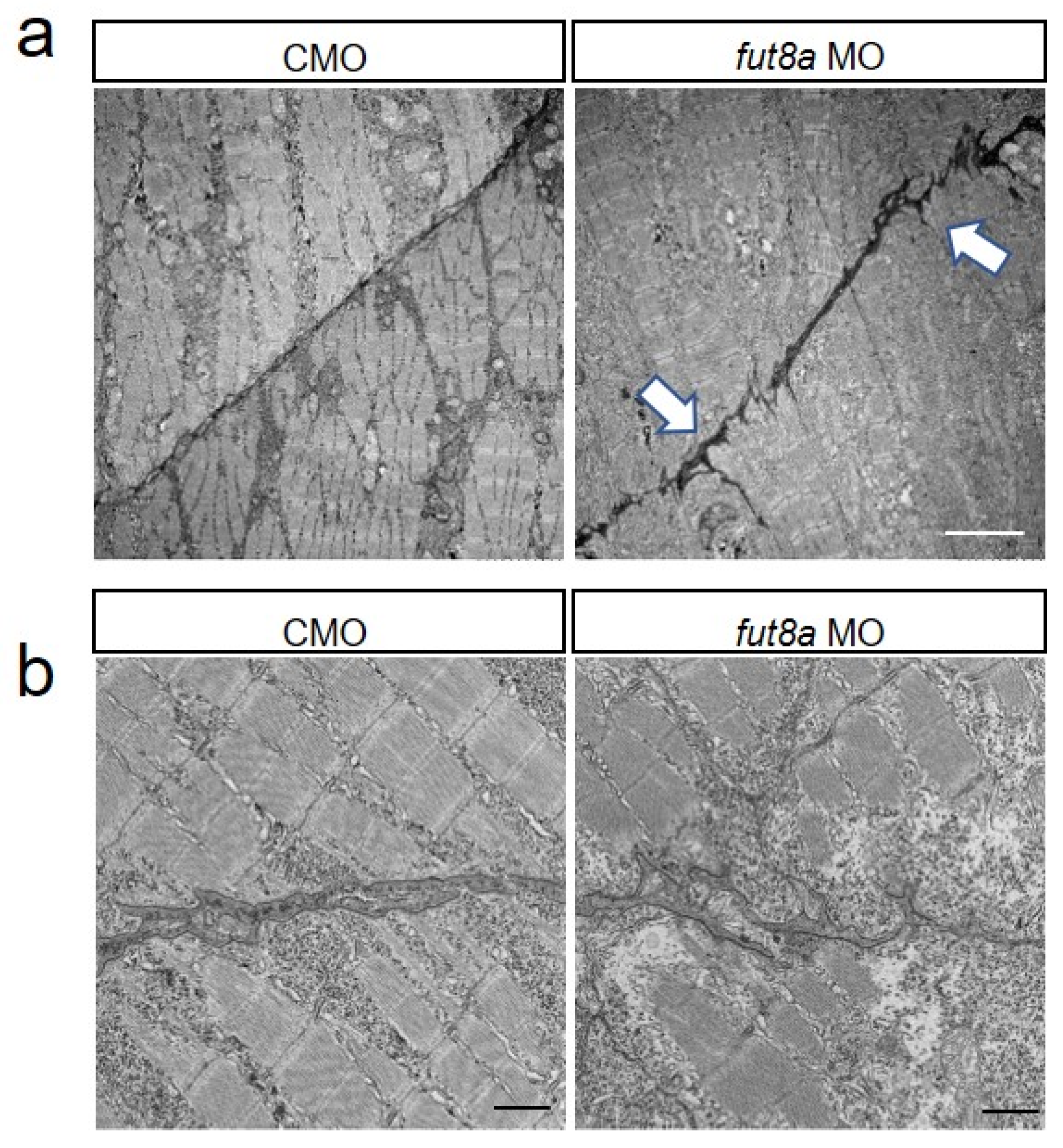 Cells 12 00144 g004 Cells 12 00144 g004