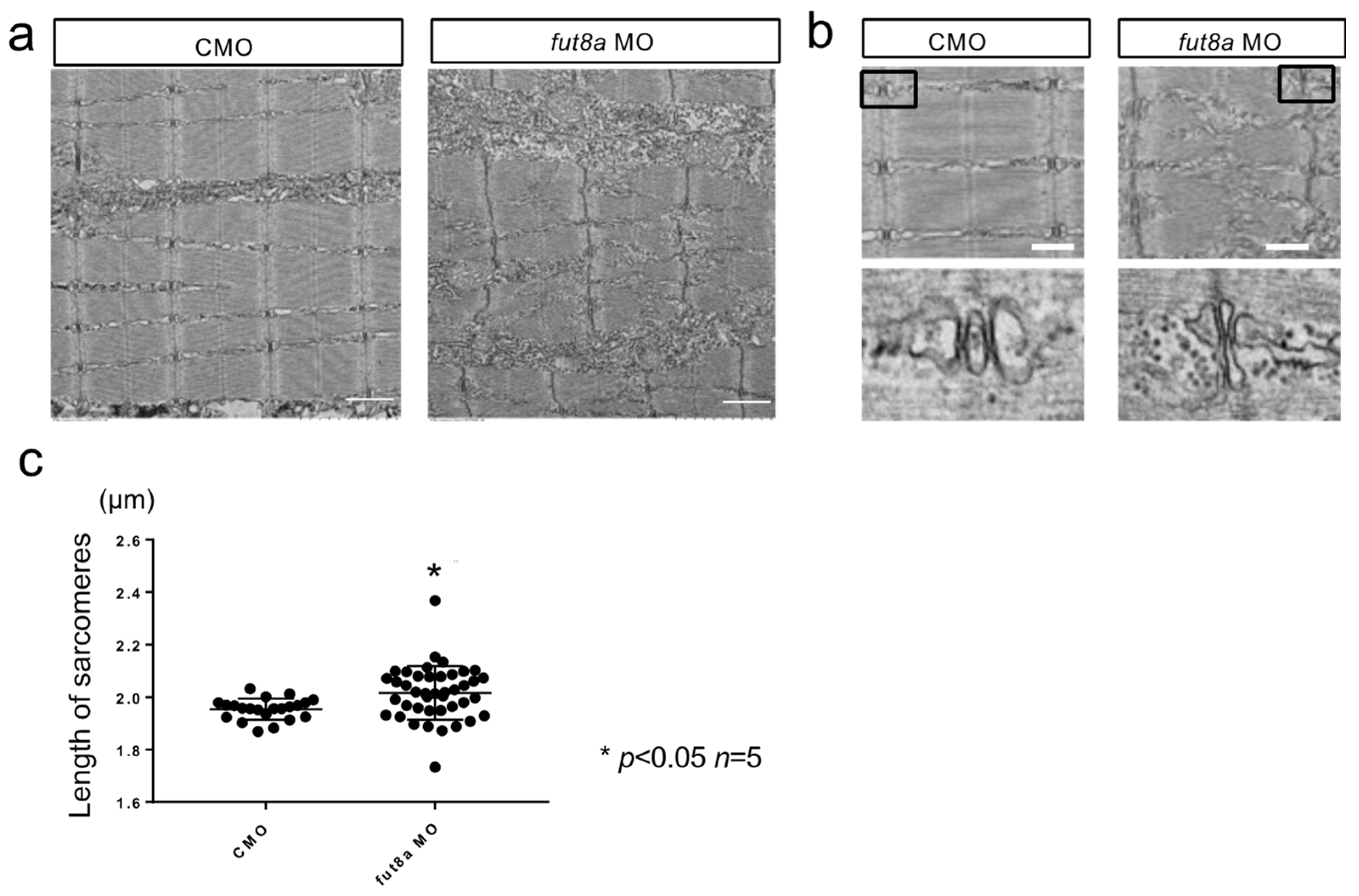 Cells 12 00144 g005 Cells 12 00144 g005