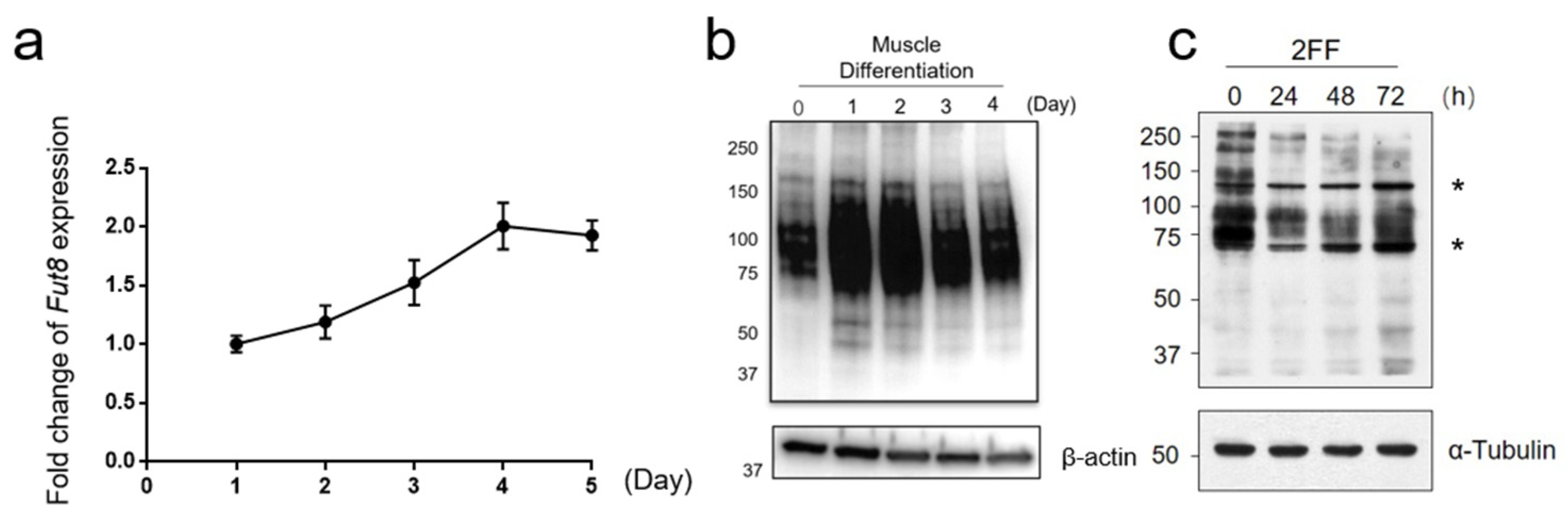 Cells 12 00144 g006 Cells 12 00144 g006