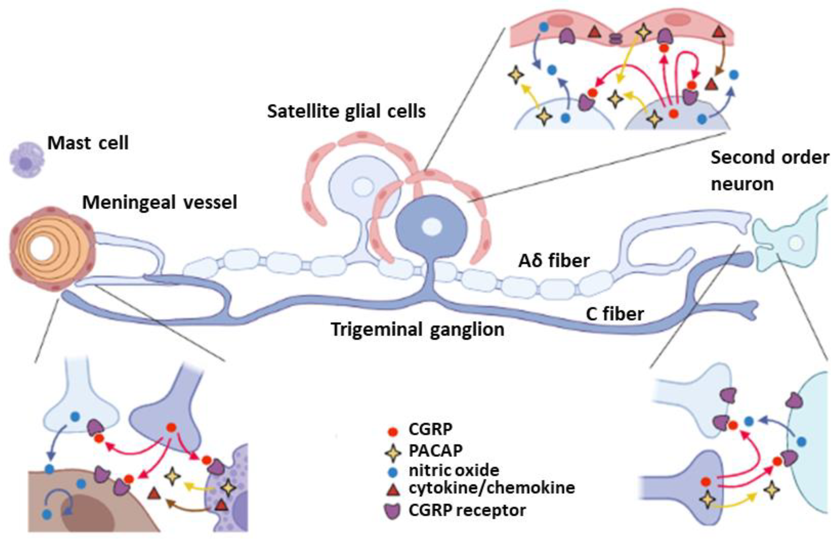 Cells 12 00155 g001 Cells 12 00155 g001