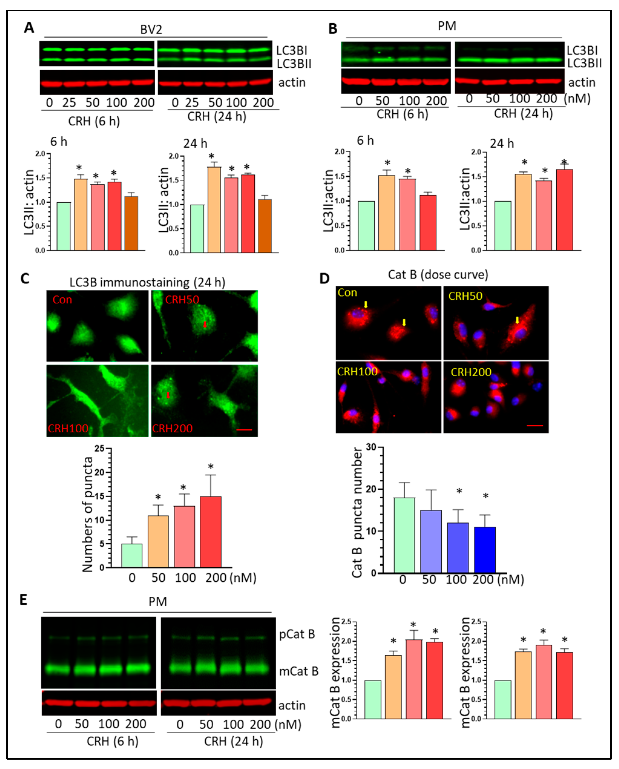 Cells 12 00160 g005 Cells 12 00160 g005