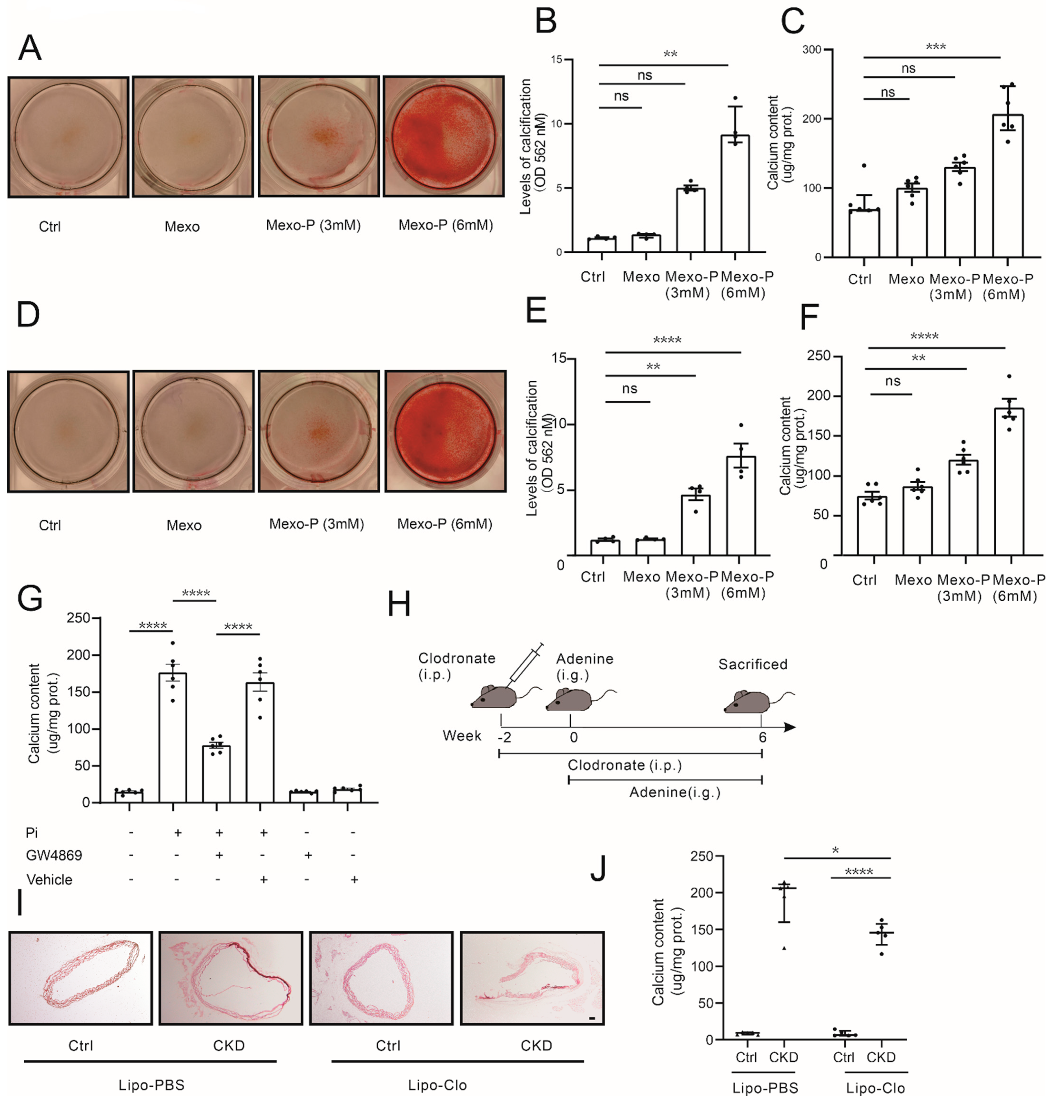 Cells 12 00161 g002 Cells 12 00161 g002