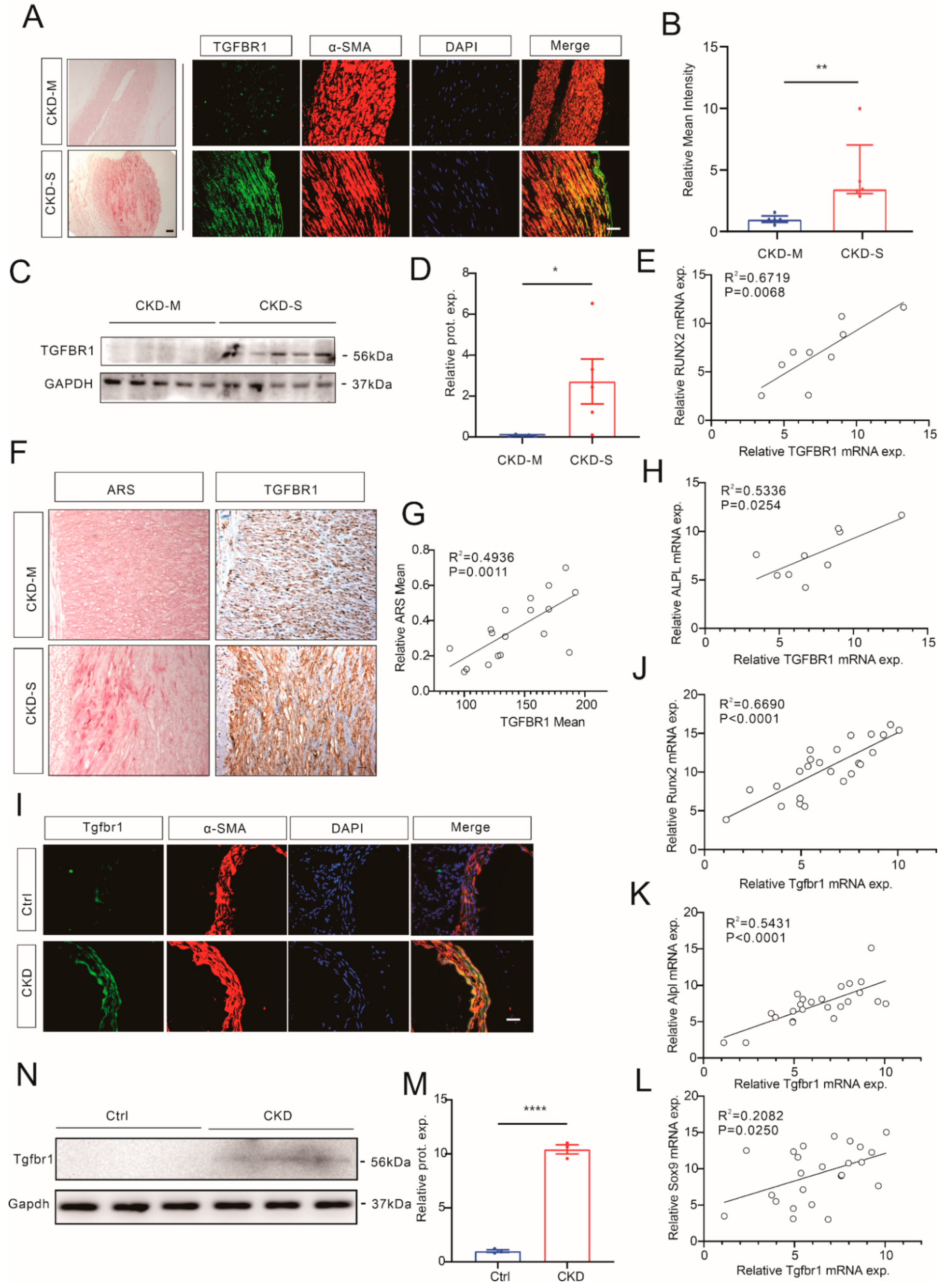 Cells 12 00161 g005 Cells 12 00161 g005