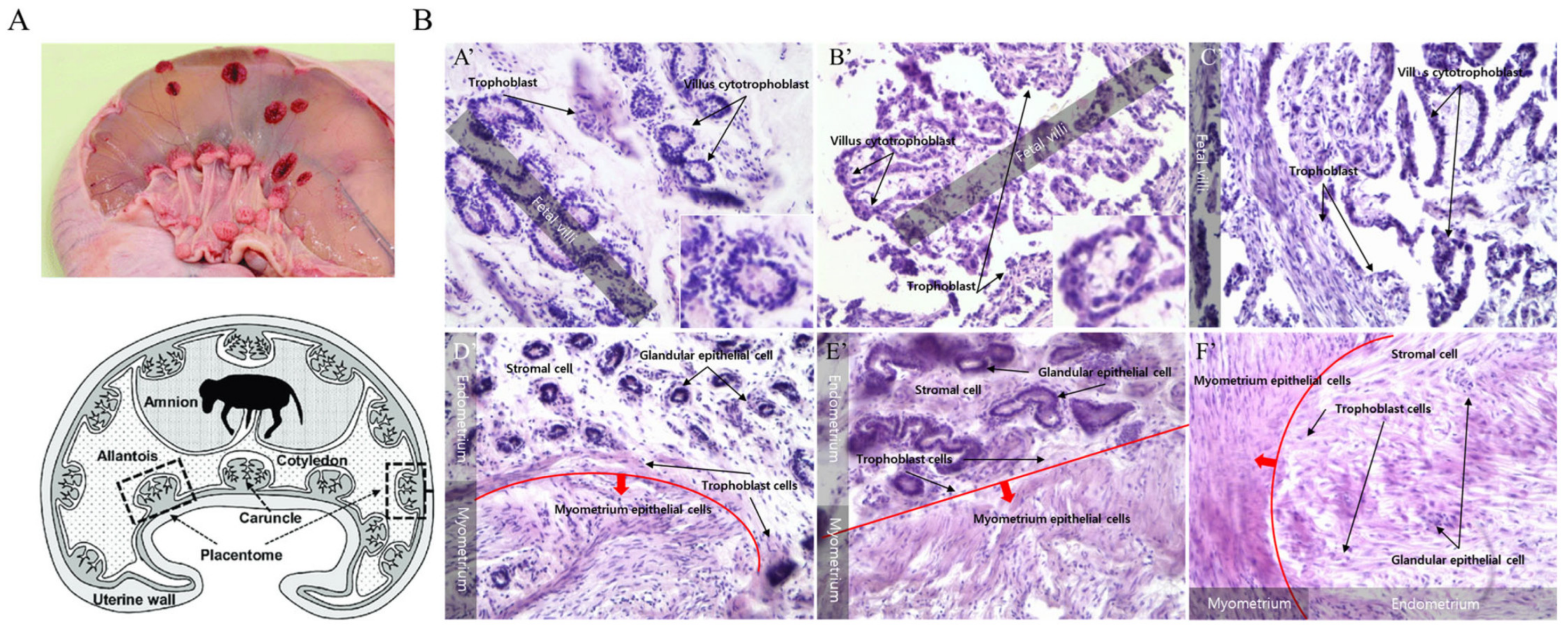 Cells 12 00162 g001 Cells 12 00162 g001