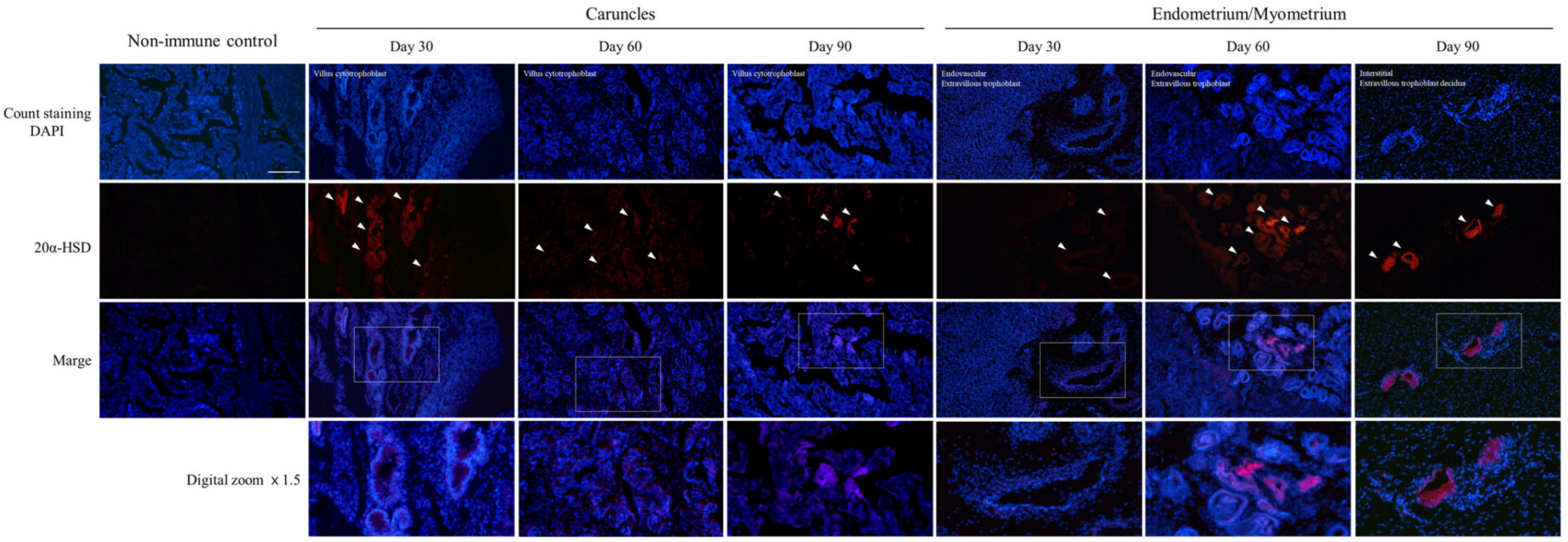 Cells 12 00162 g003 Cells 12 00162 g003