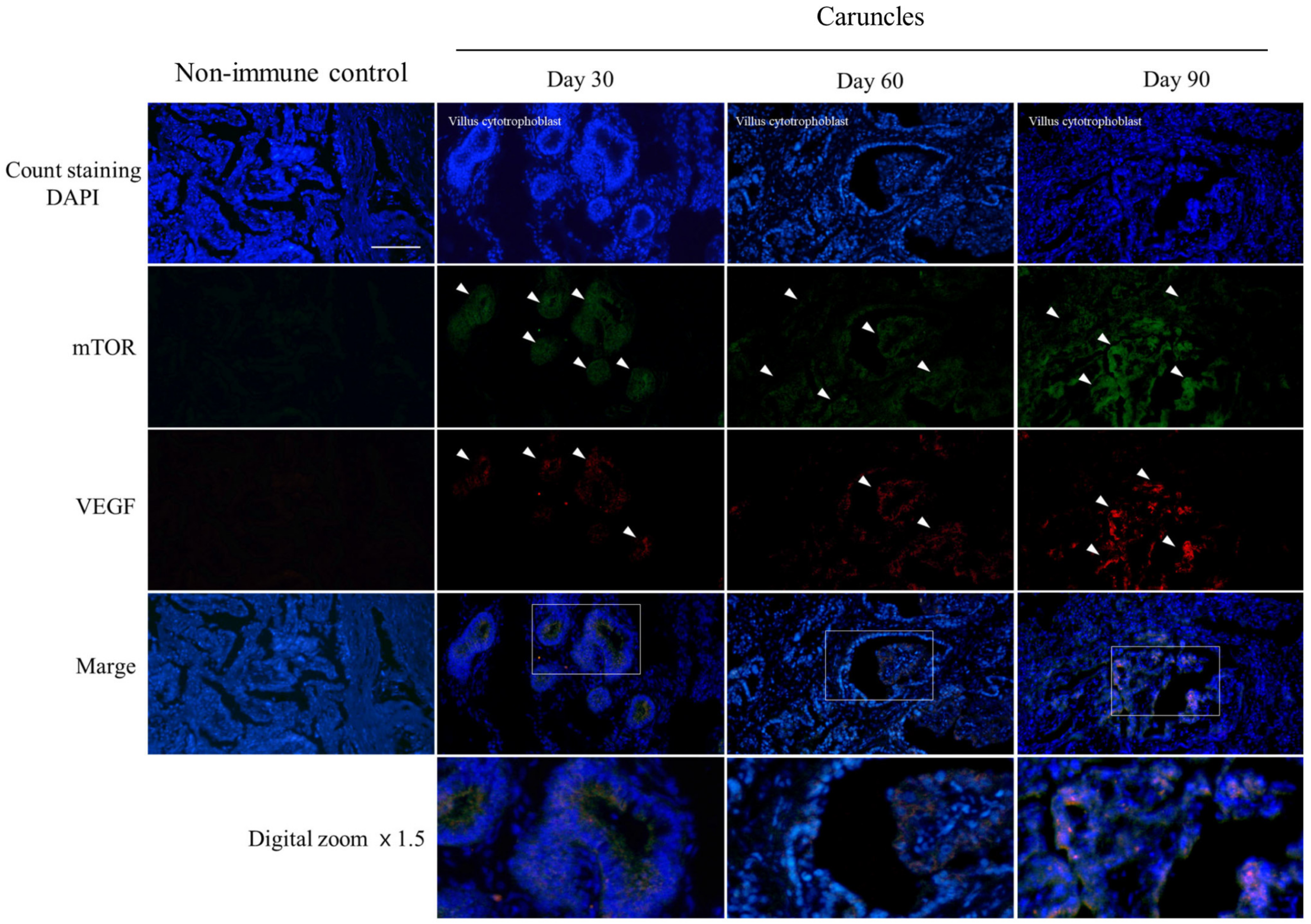 Cells 12 00162 g004 Cells 12 00162 g004