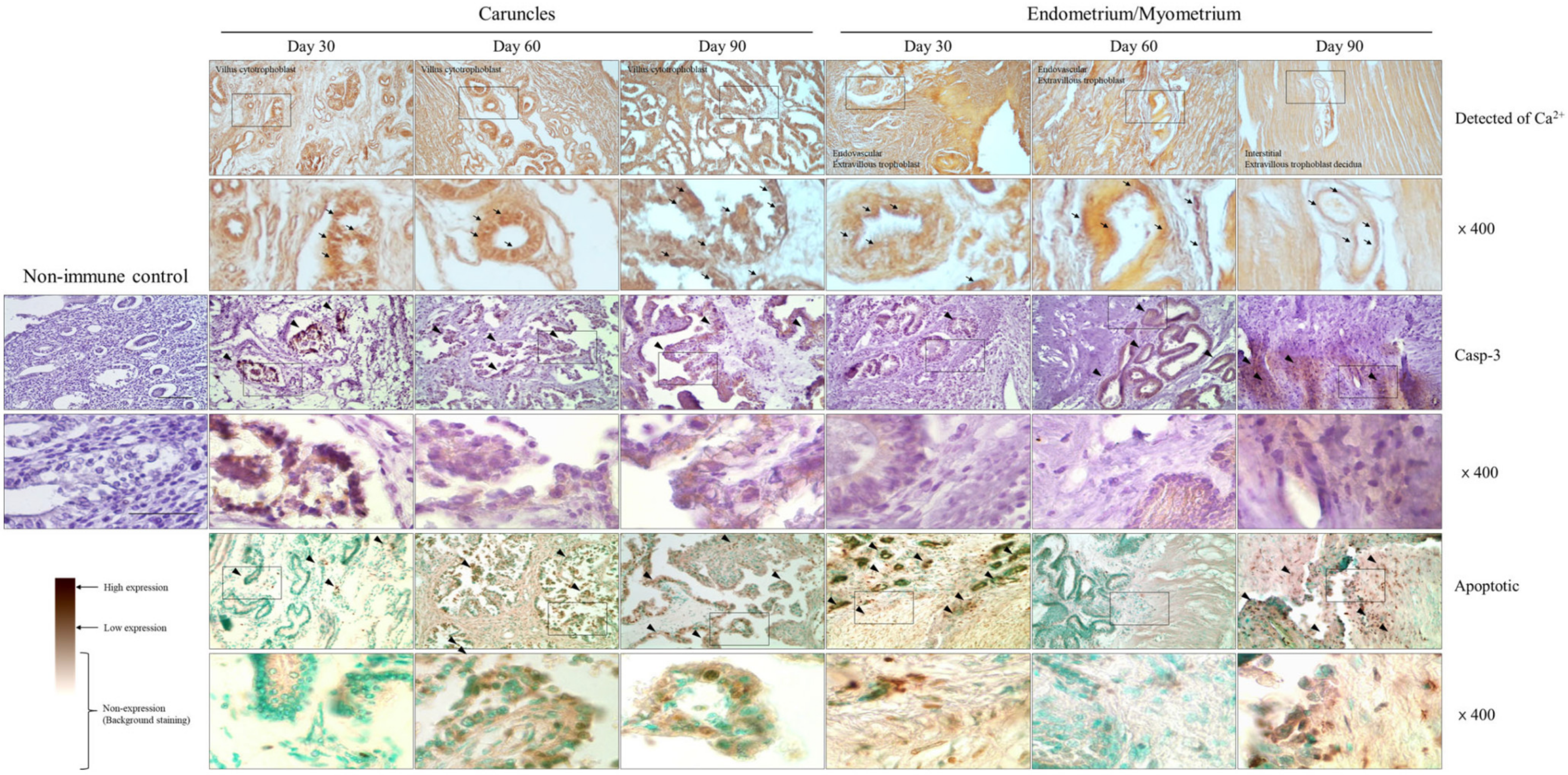 Cells 12 00162 g005 Cells 12 00162 g005