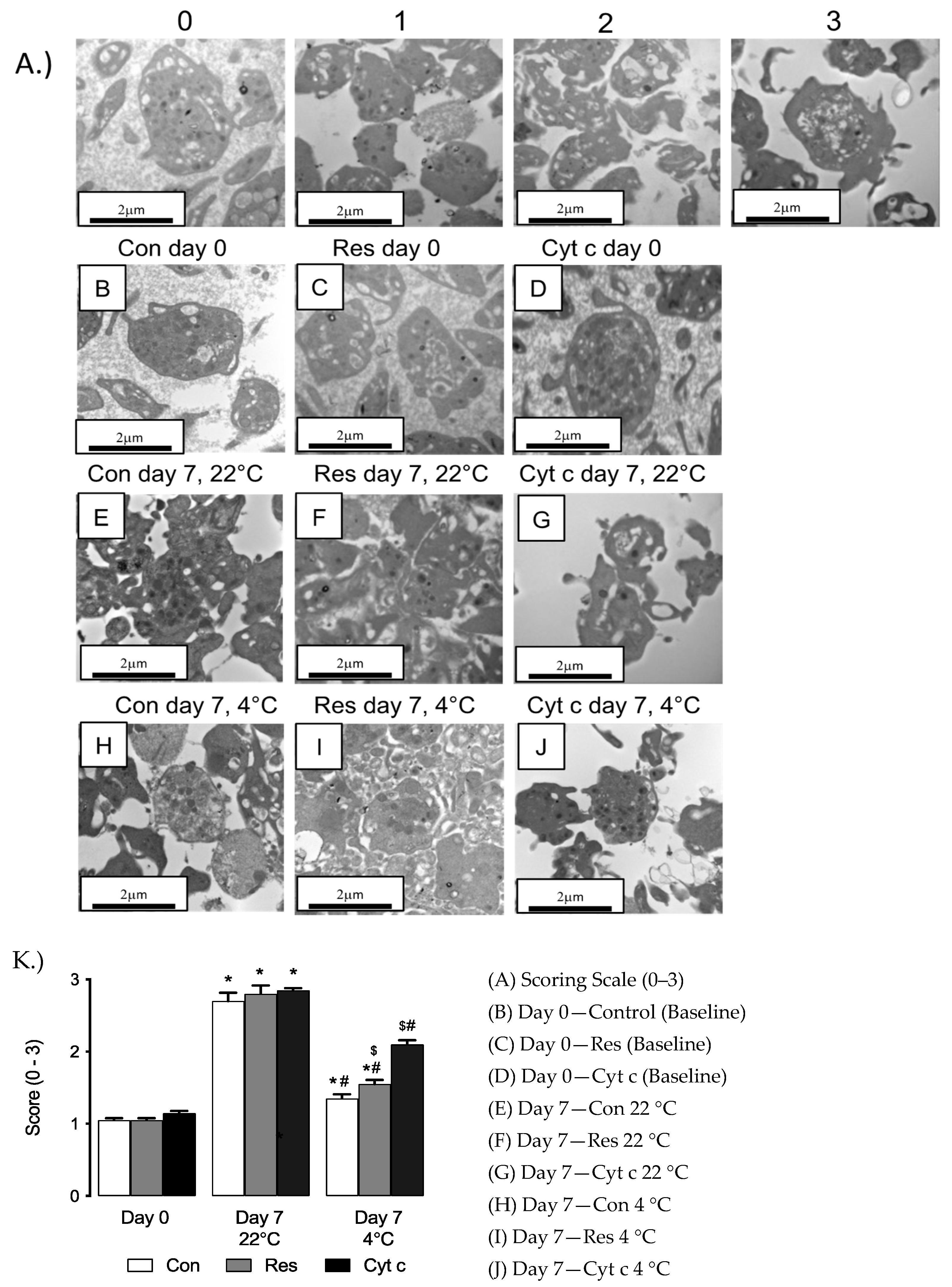 Cells 12 00166 g004 Cells 12 00166 g004