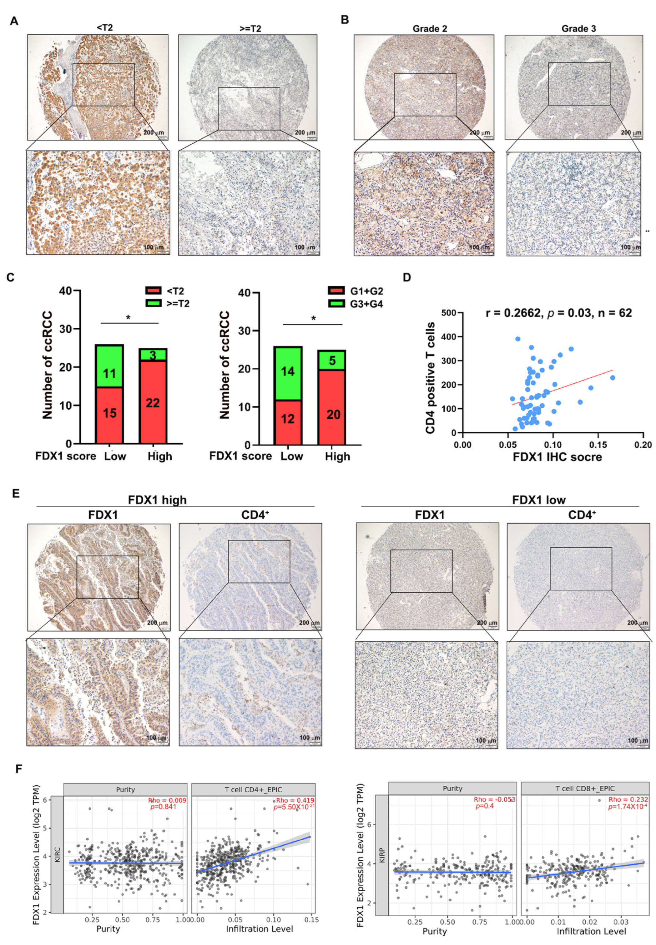 Cells 12 00173 g005 Cells 12 00173 g005
