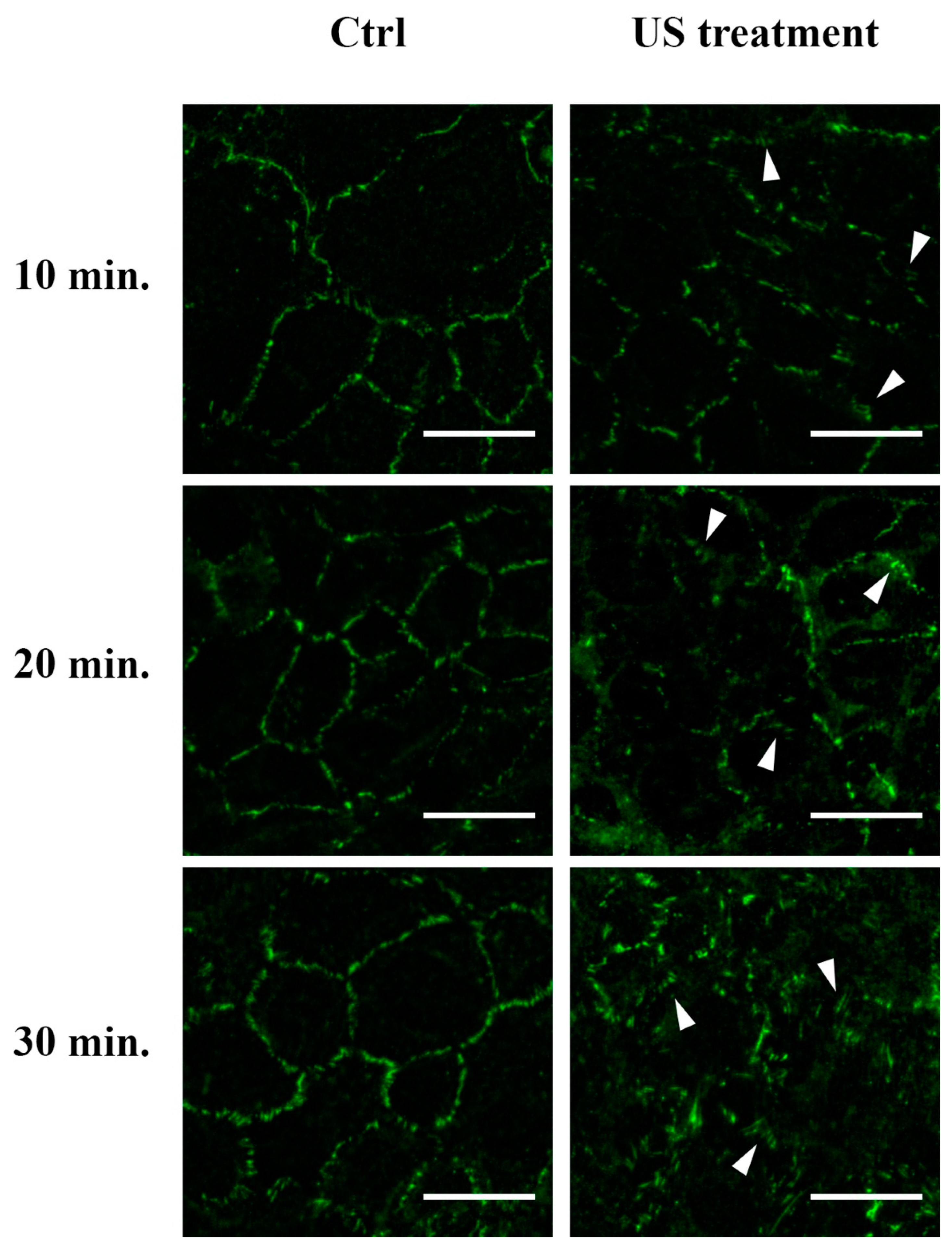 Cells 12 00192 g007 Cells 12 00192 g007