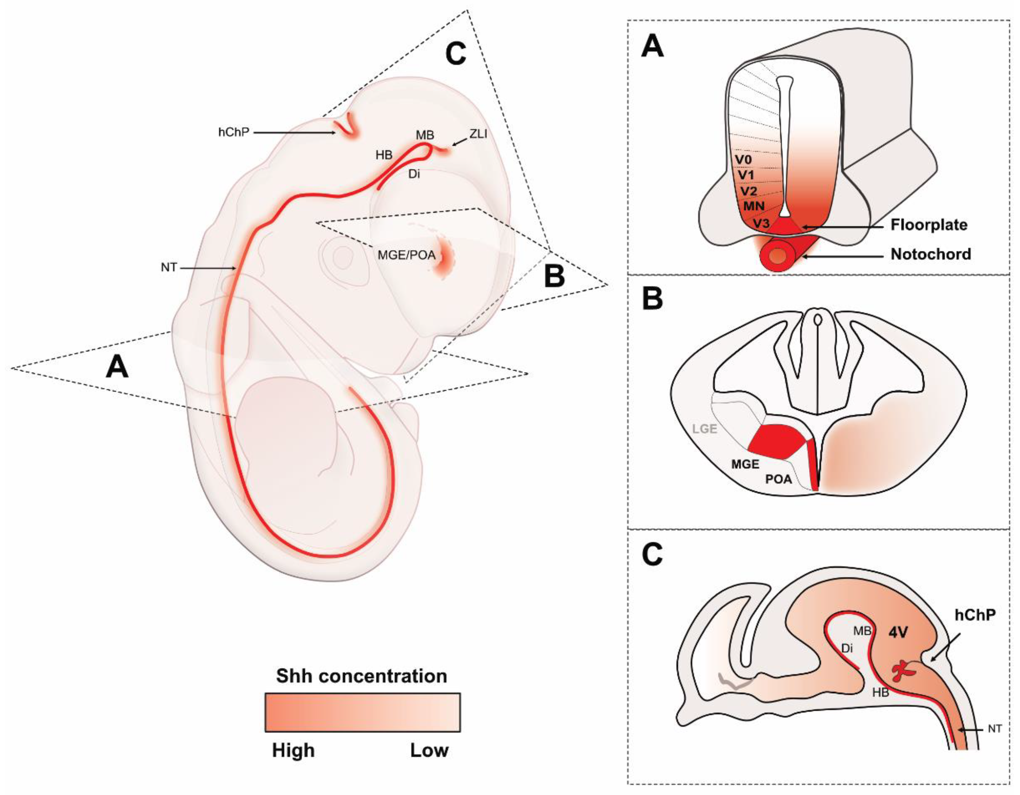 Cells 12 00225 g002 Cells 12 00225 g002