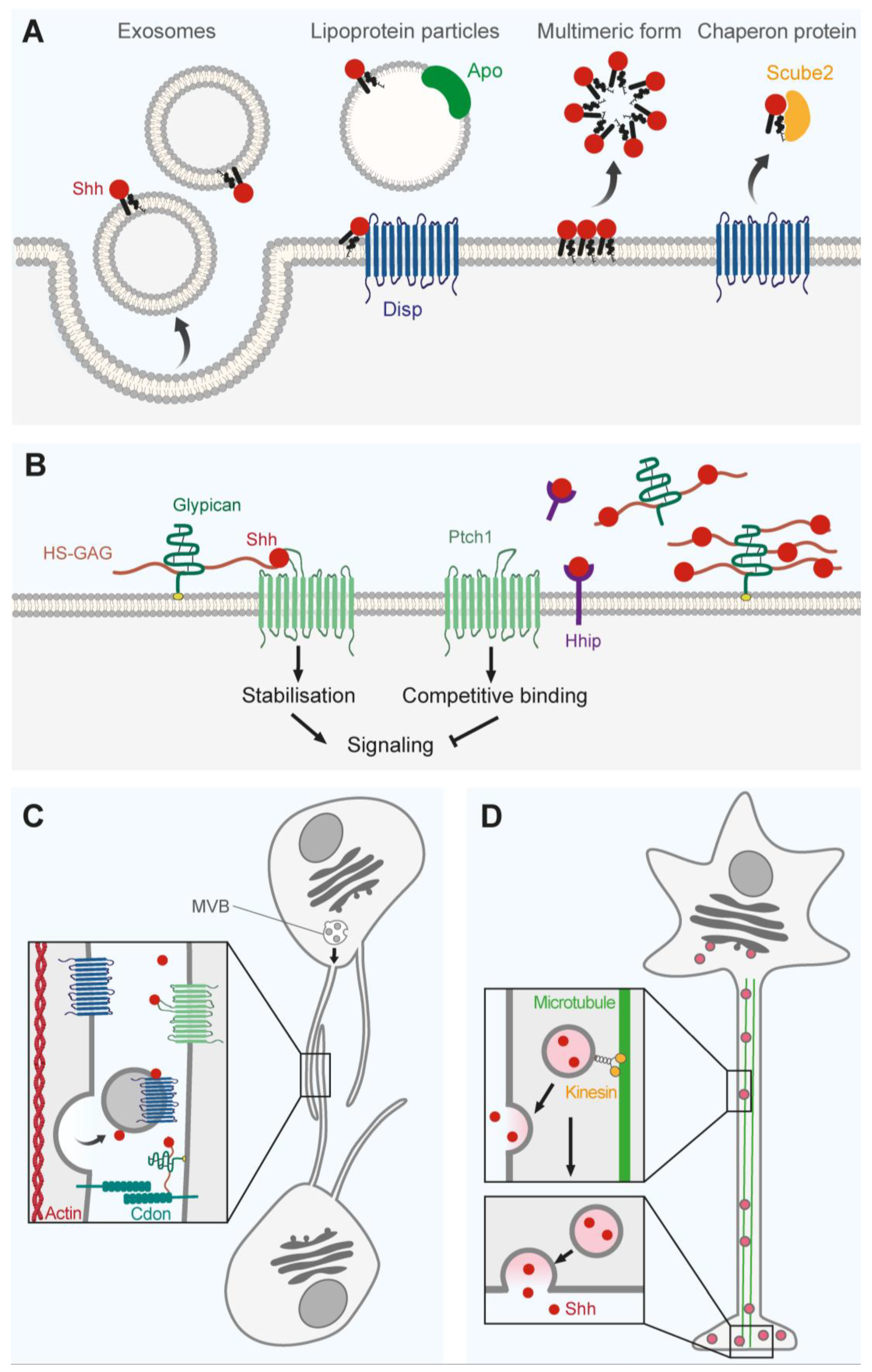 Cells 12 00225 g003 Cells 12 00225 g003