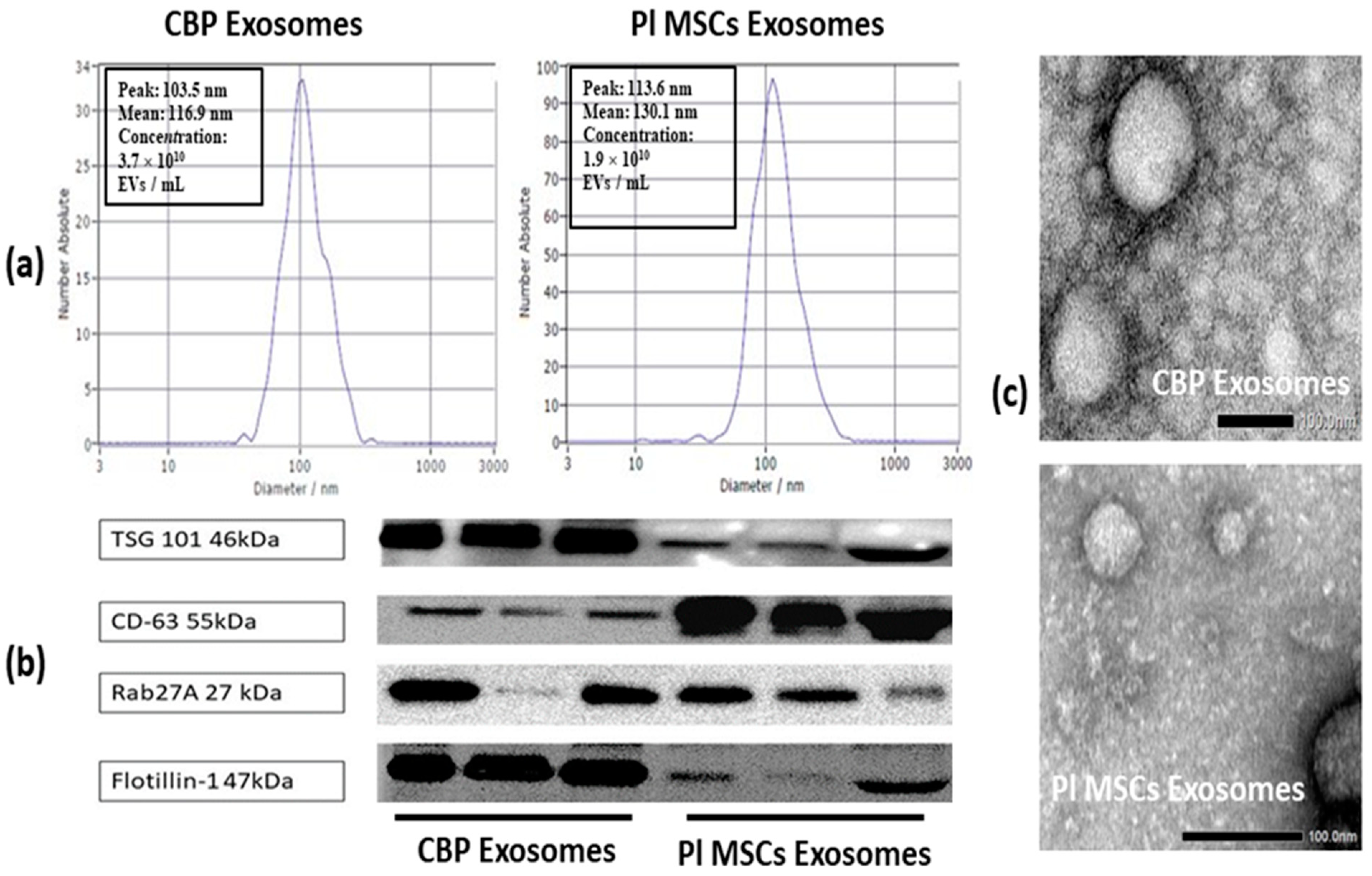 Cells 12 00250 g002 Cells 12 00250 g002