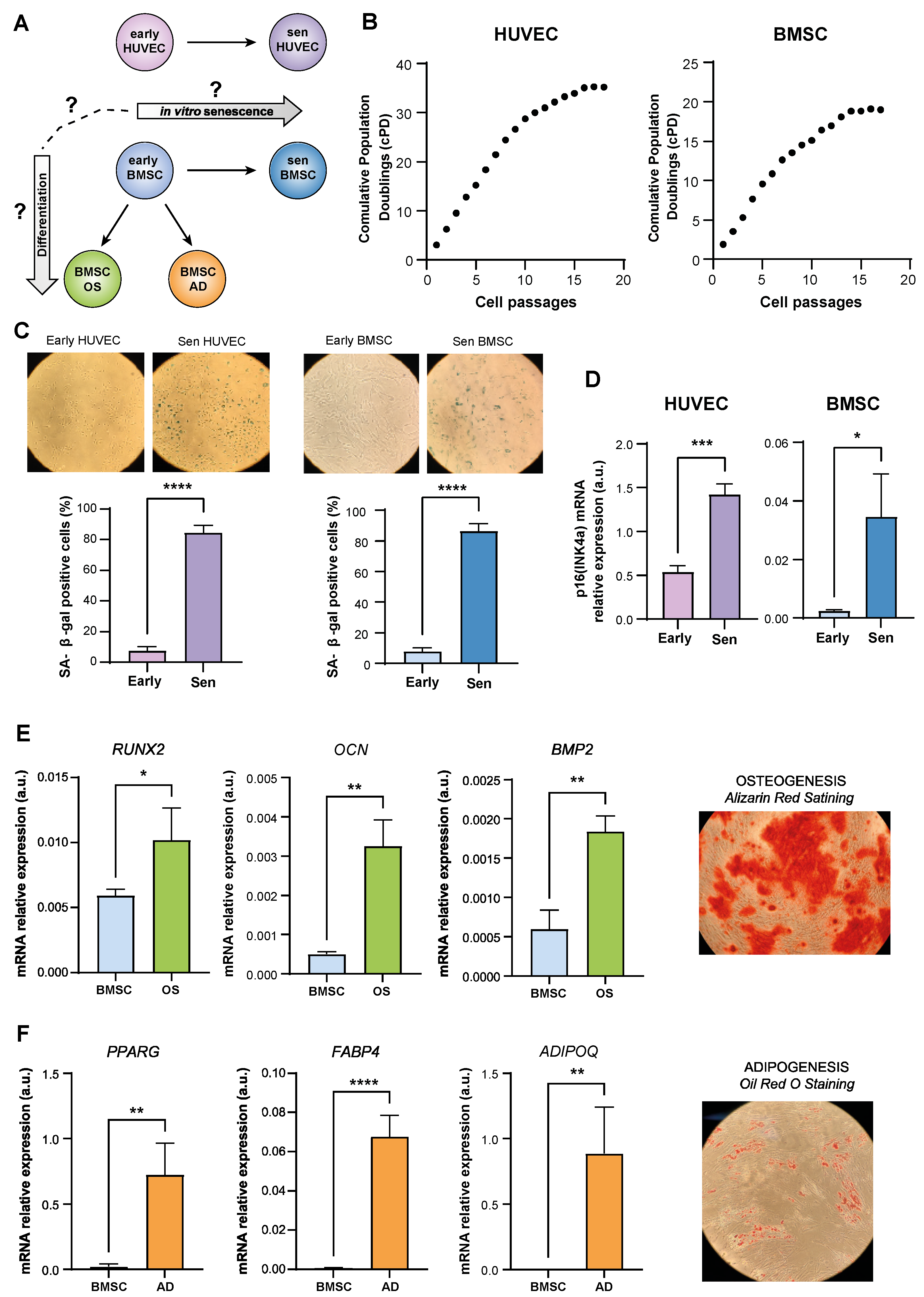 Cells 12 00285 g001 Cells 12 00285 g001
