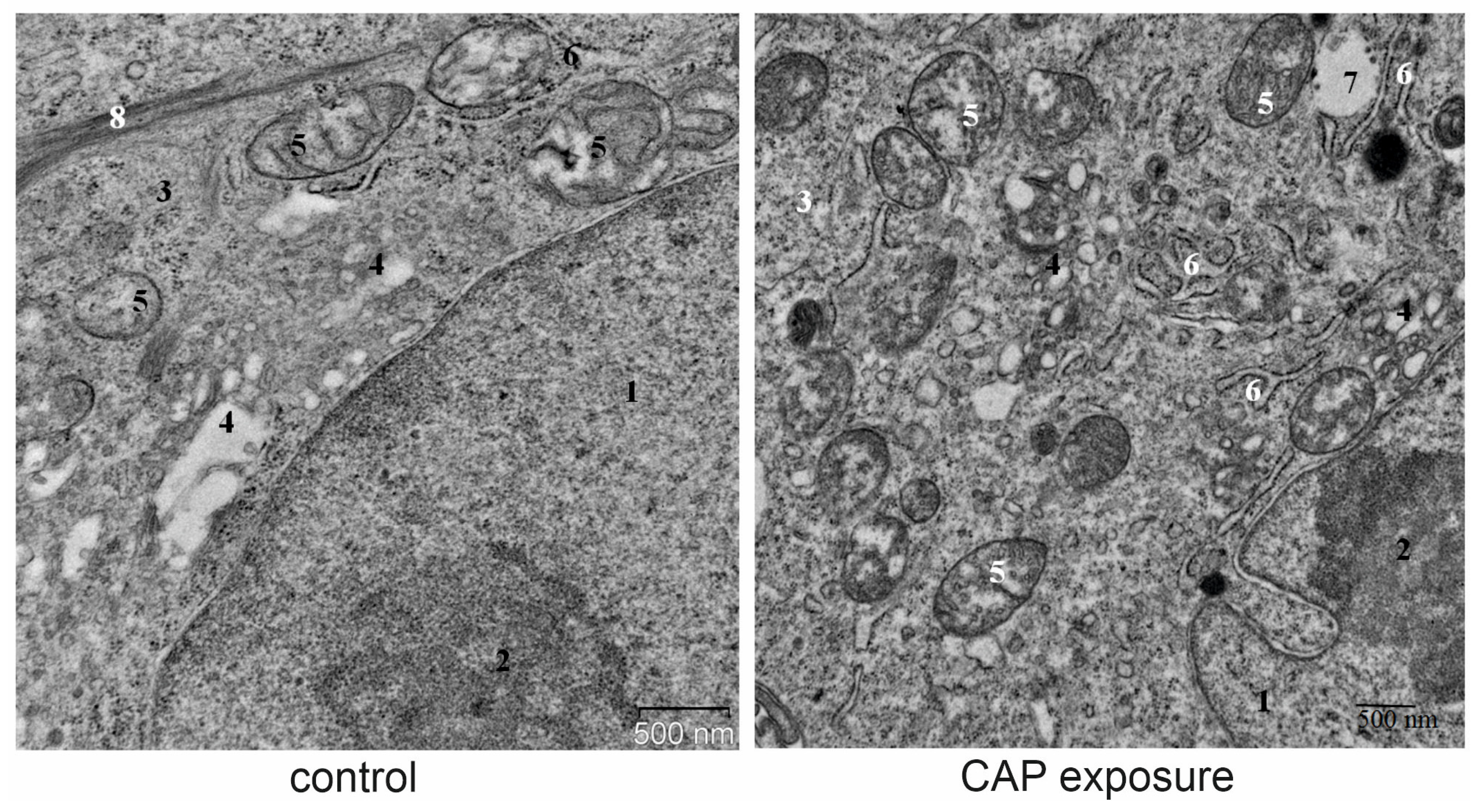 Cells 12 00290 g006 Cells 12 00290 g006
