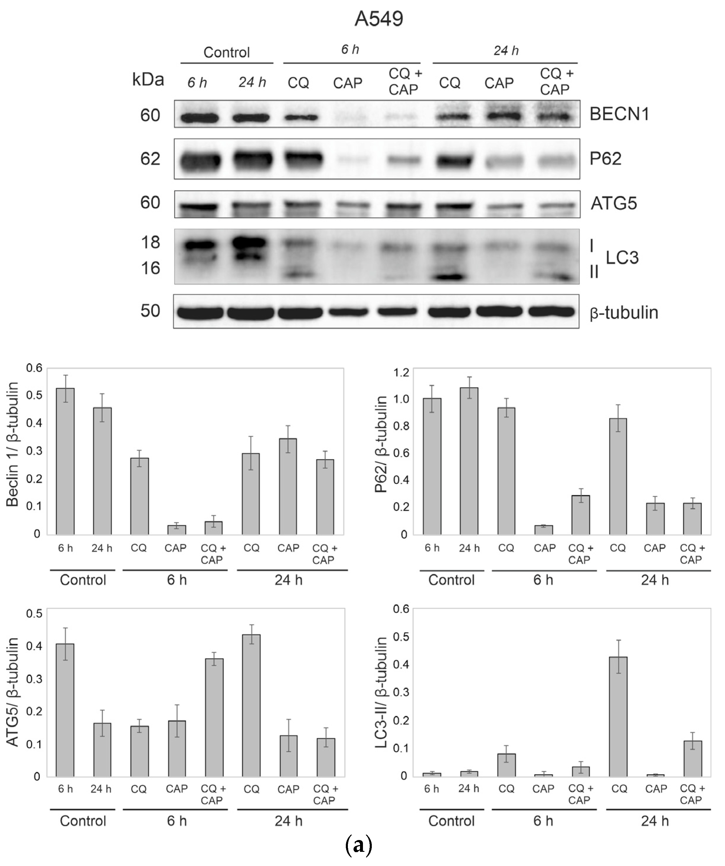 Cells 12 00290 g009a Cells 12 00290 g009a