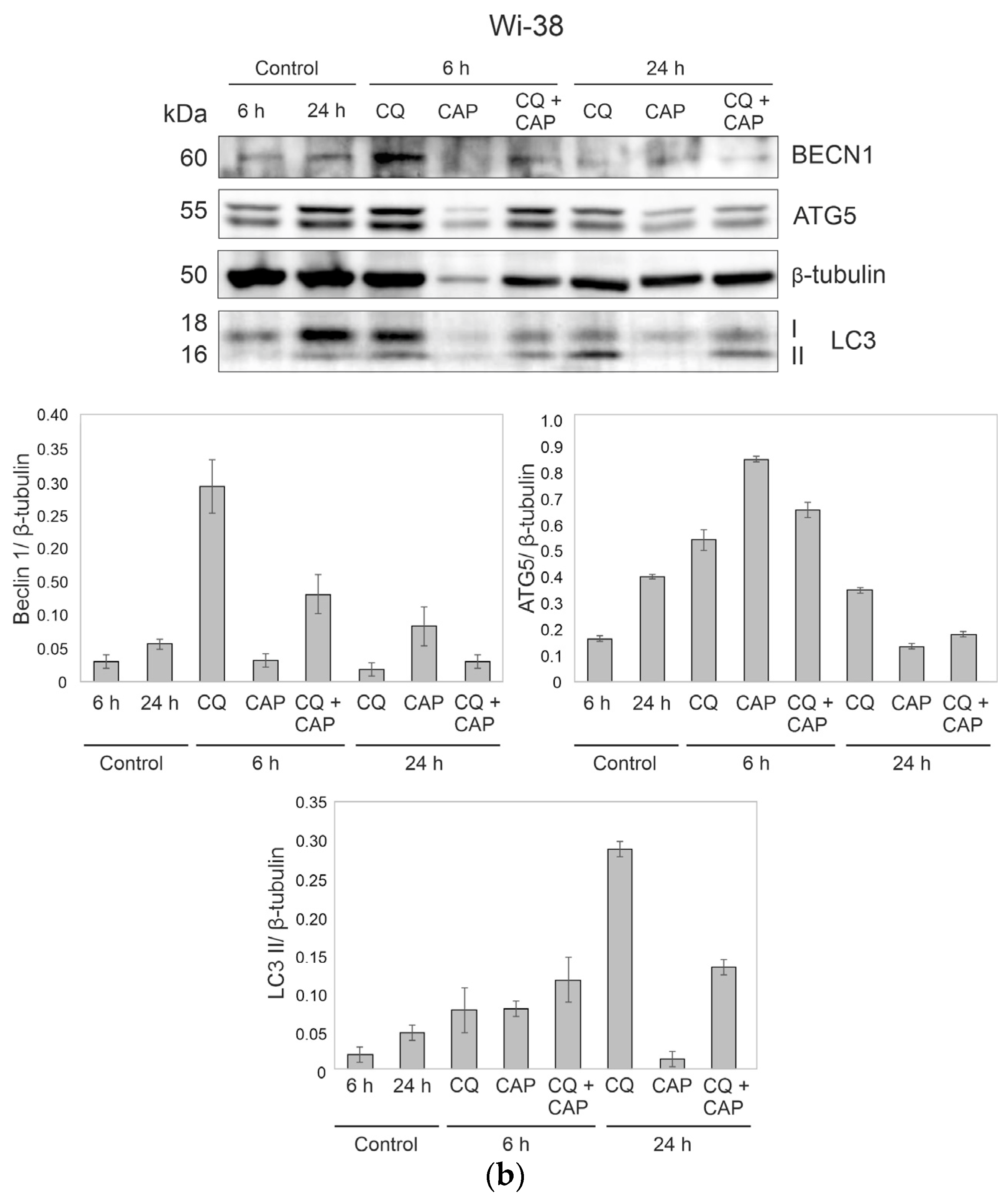Cells 12 00290 g009b Cells 12 00290 g009b