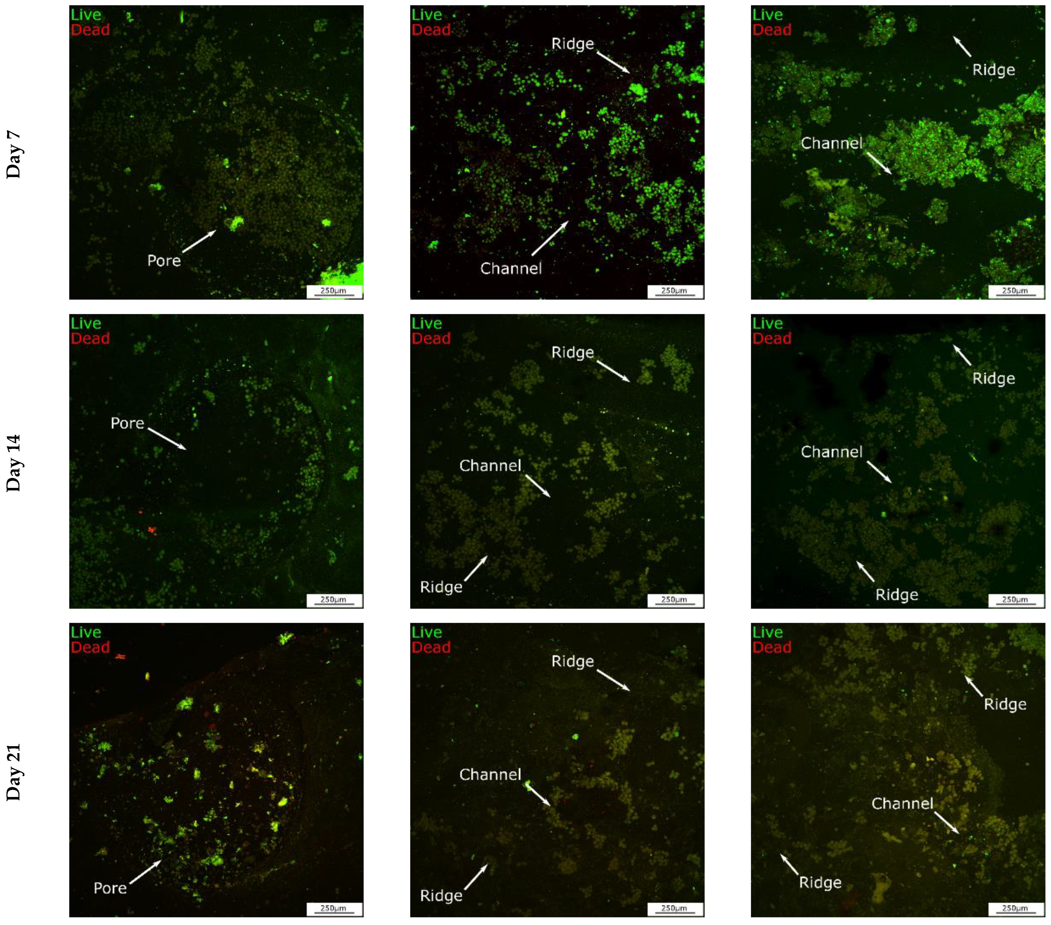 Cells 12 00313 g011b