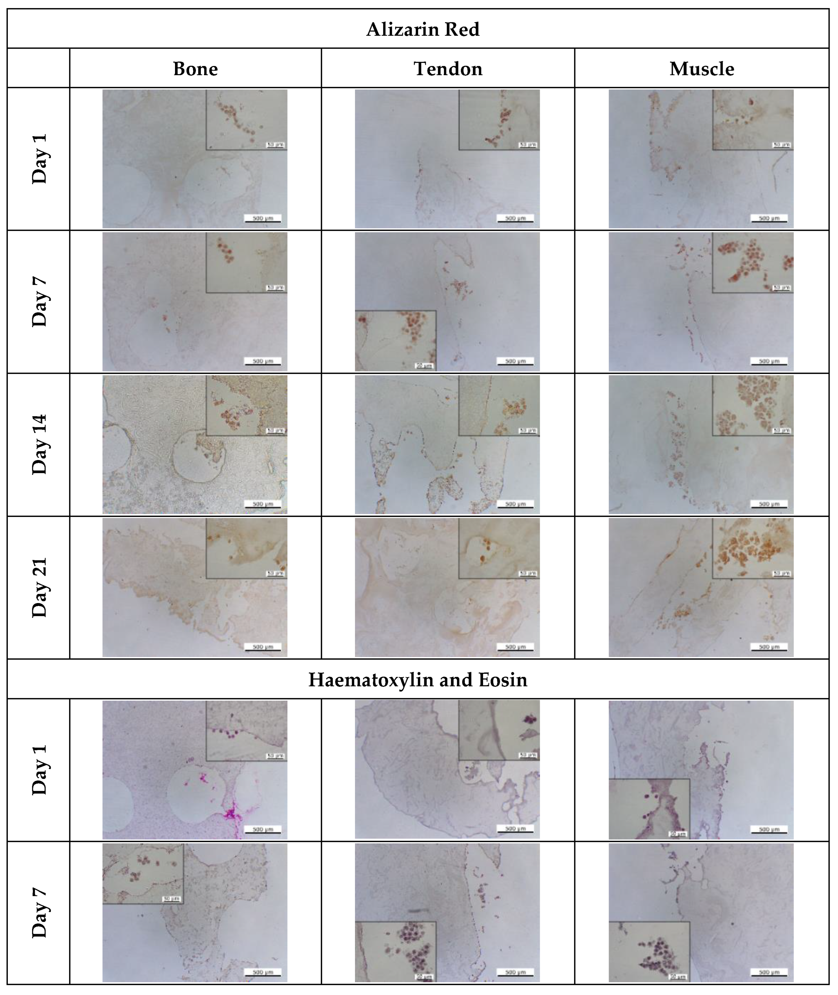 Cells 12 00313 g015a