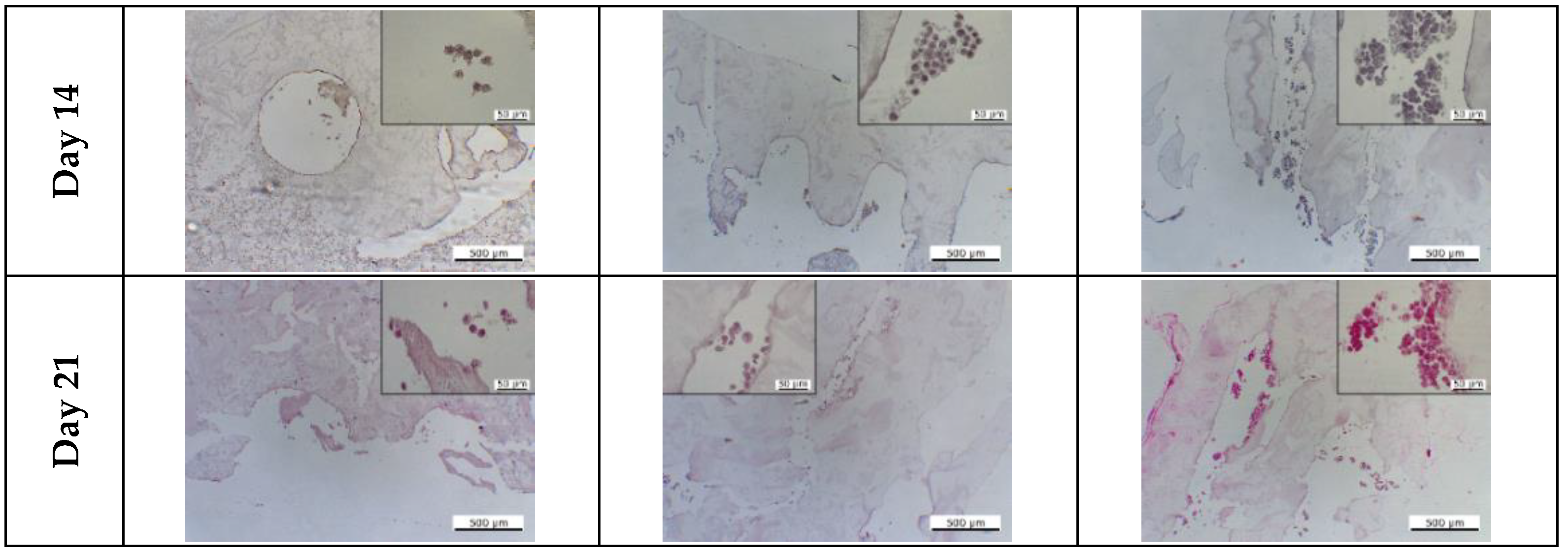 Cells 12 00313 g015b