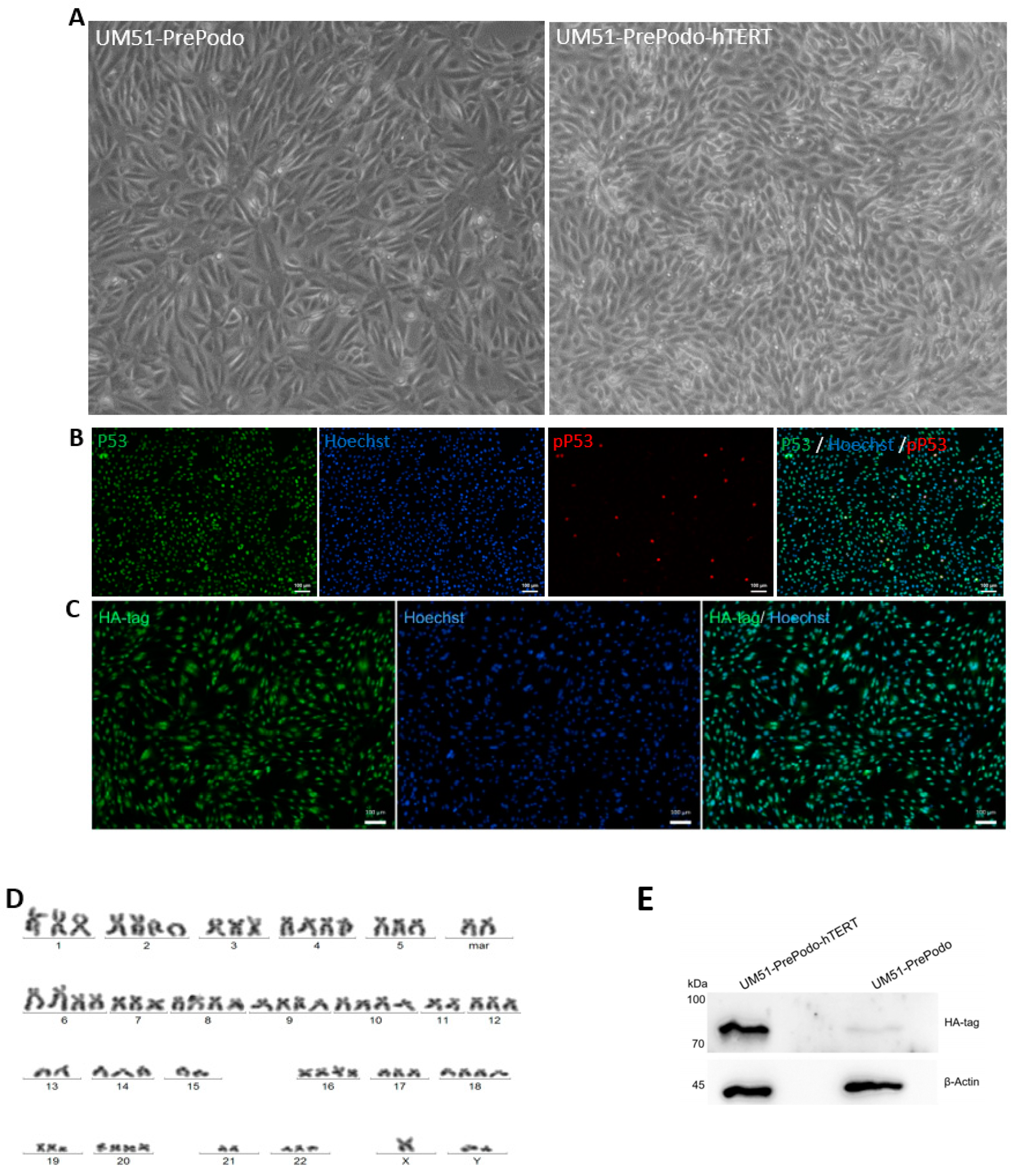 Cells 12 00342 g001a