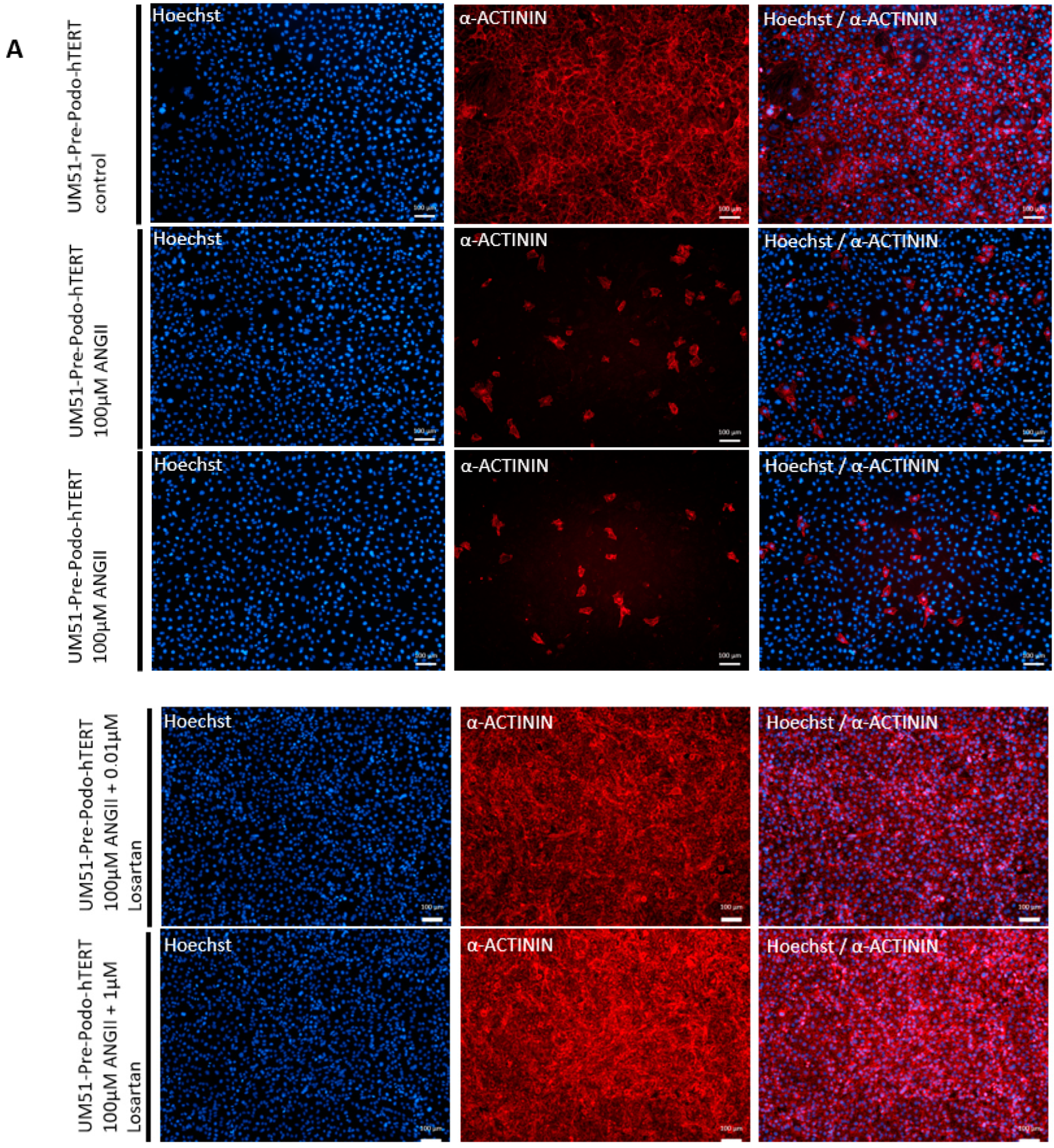 Cells 12 00342 g005a