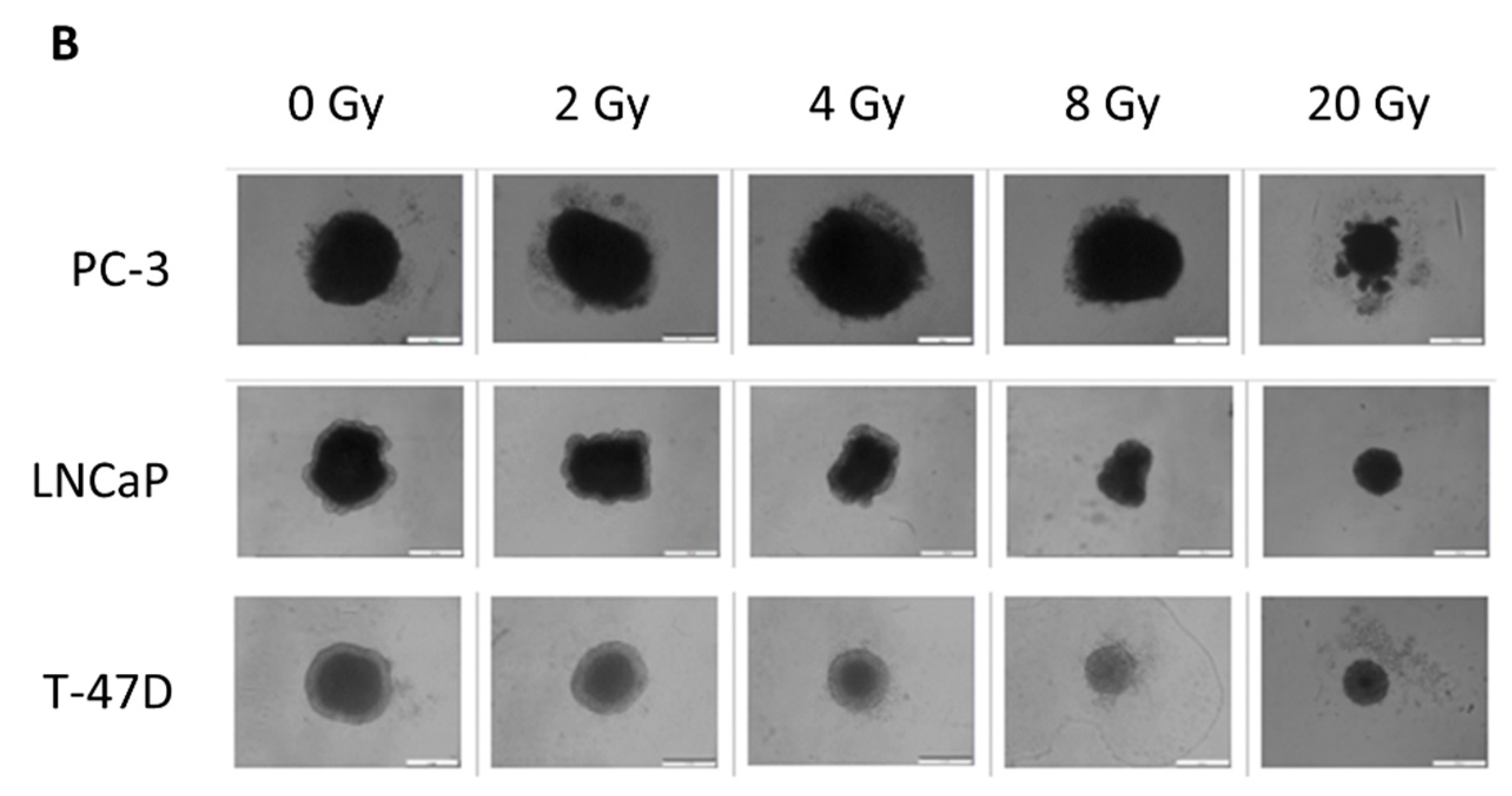 Cells 12 00360 g003b Cells 12 00360 g003b