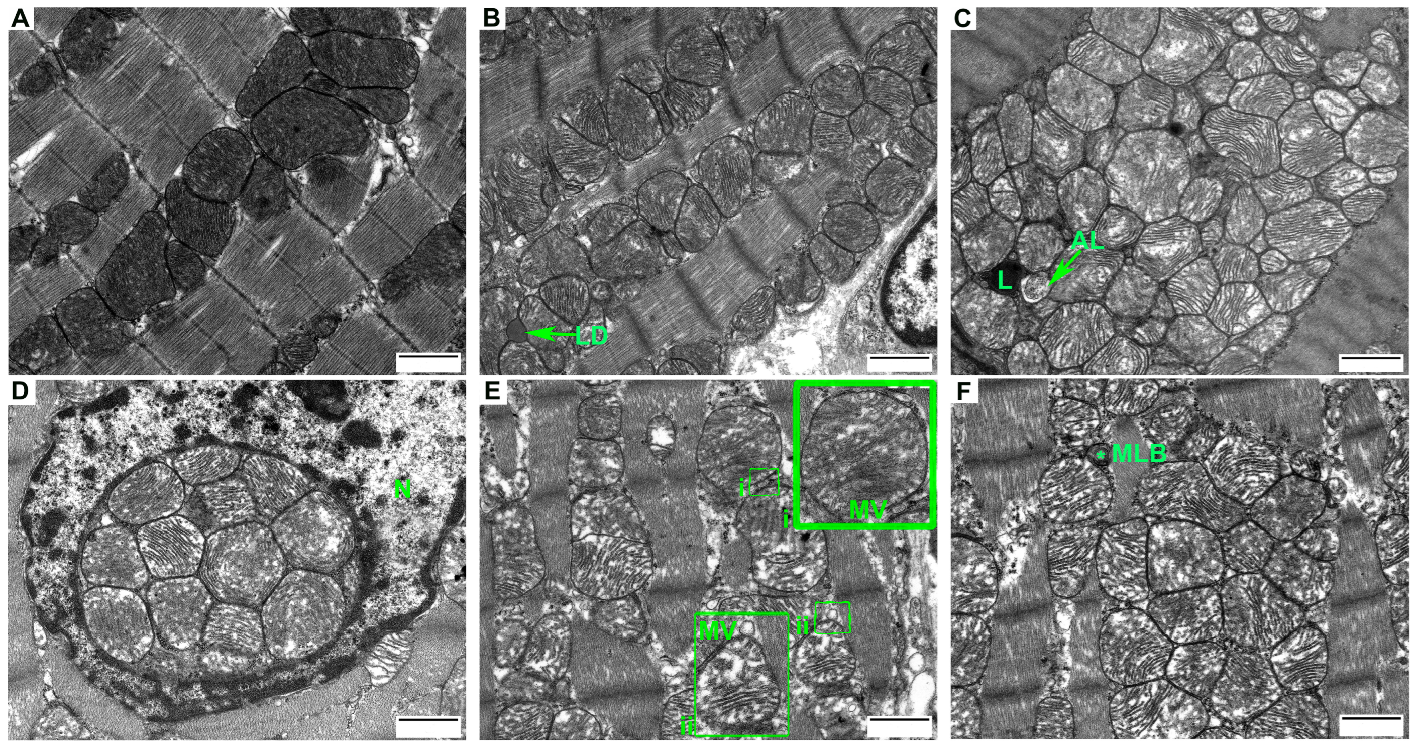 Cells 12 00396 g001a