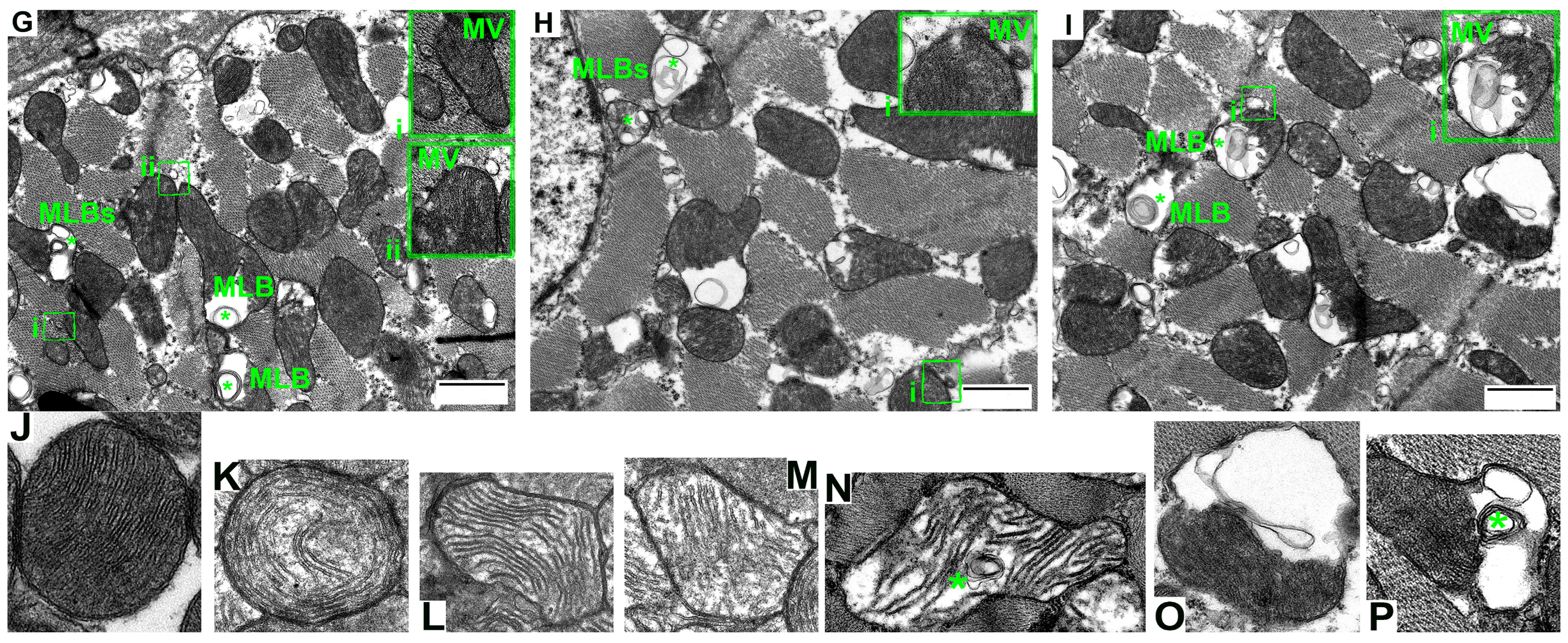 Cells 12 00396 g001b