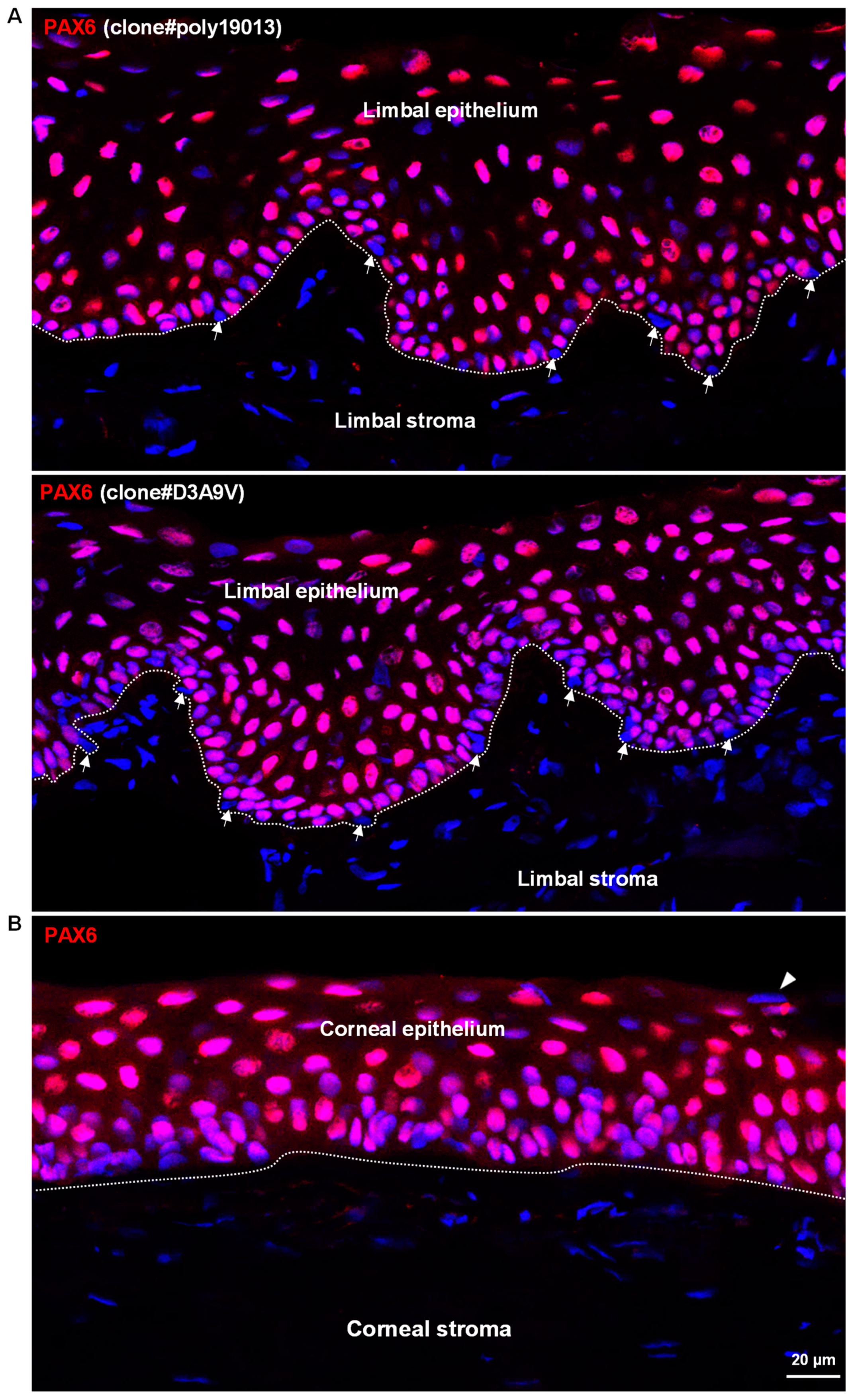 Cells 12 00400 g001 Cells 12 00400 g001