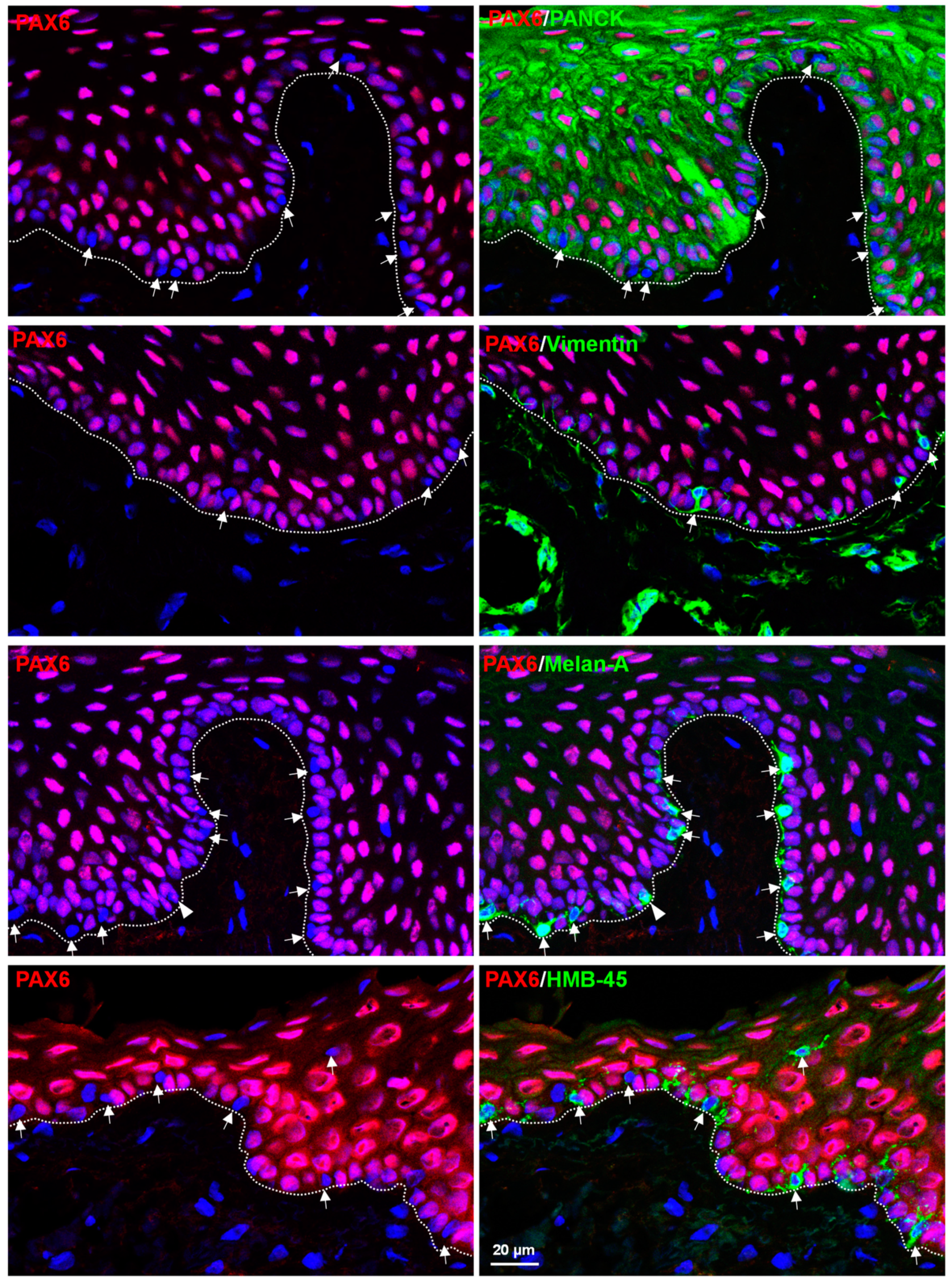 Cells 12 00400 g002 Cells 12 00400 g002