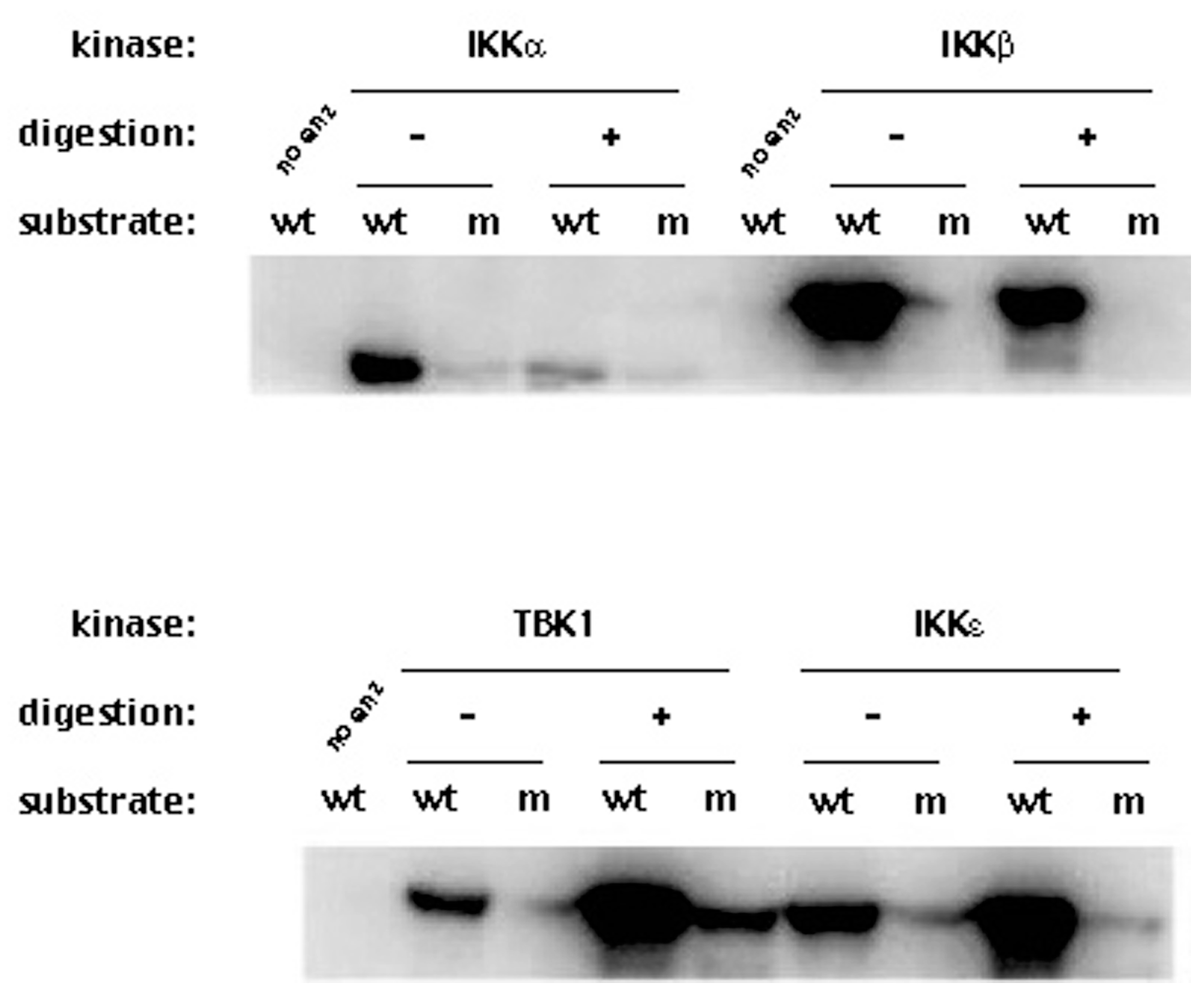 Cells 12 00406 g004 Cells 12 00406 g004