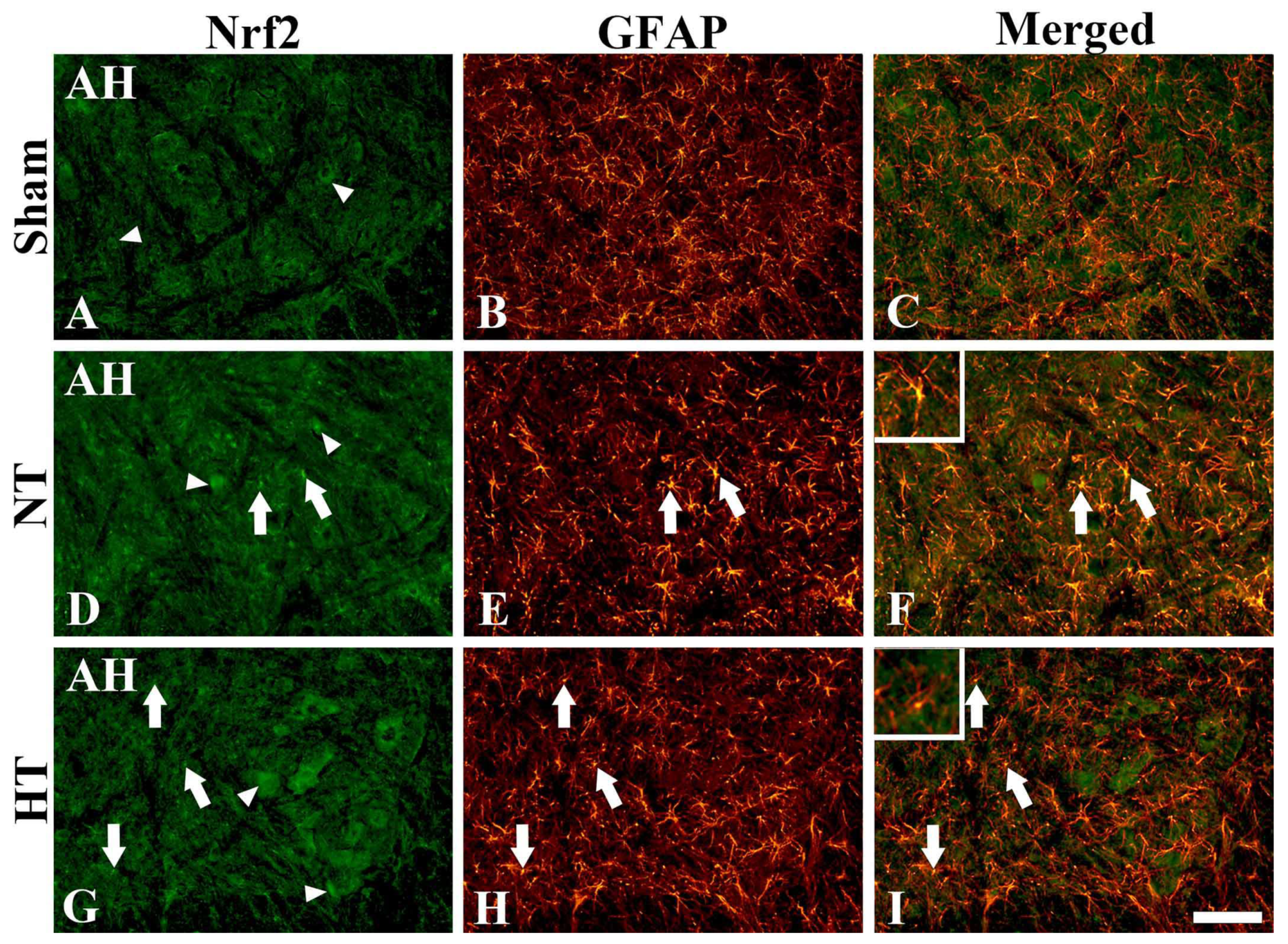 Cells 12 00414 g006 Cells 12 00414 g006