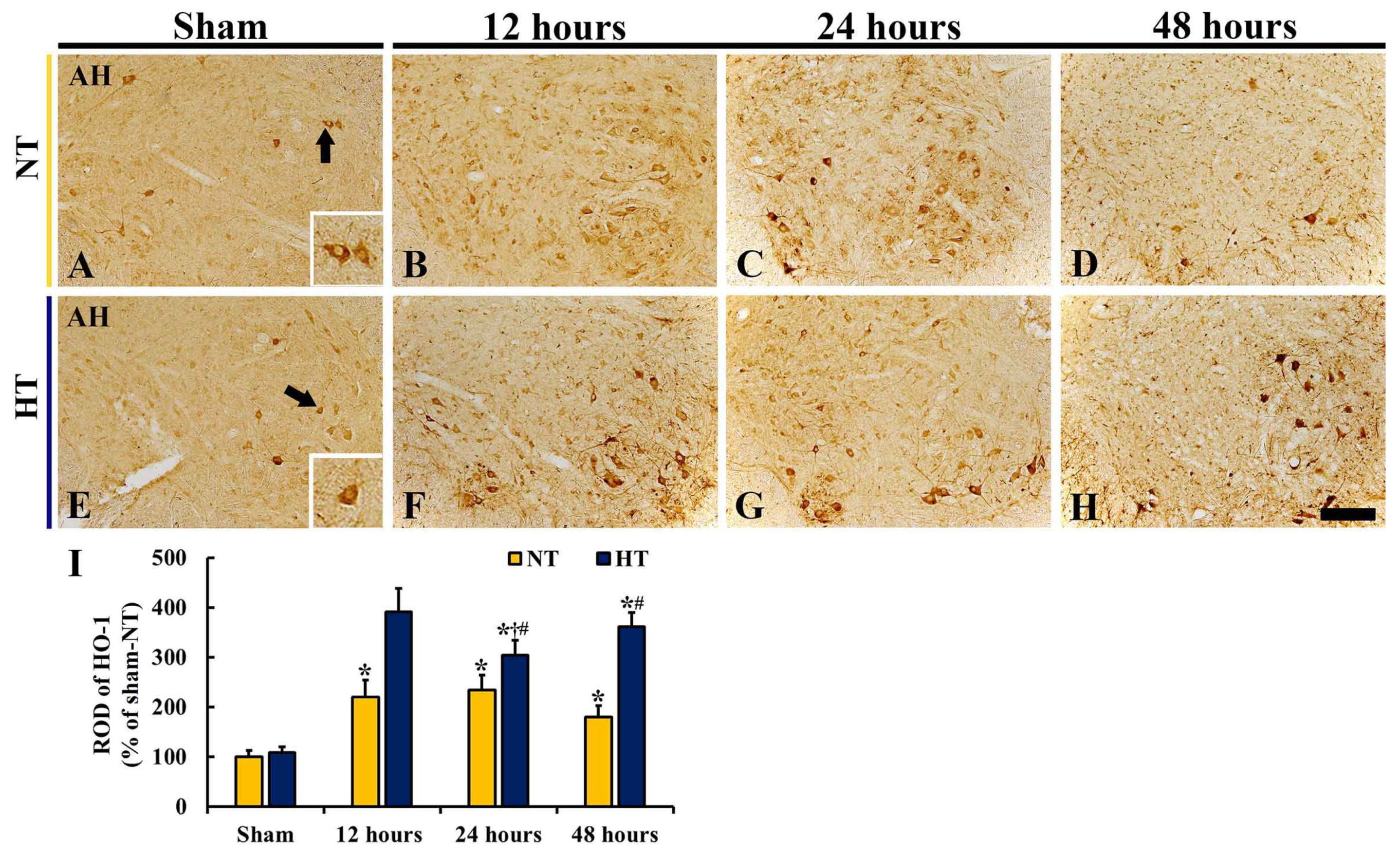 Cells 12 00414 g007 Cells 12 00414 g007