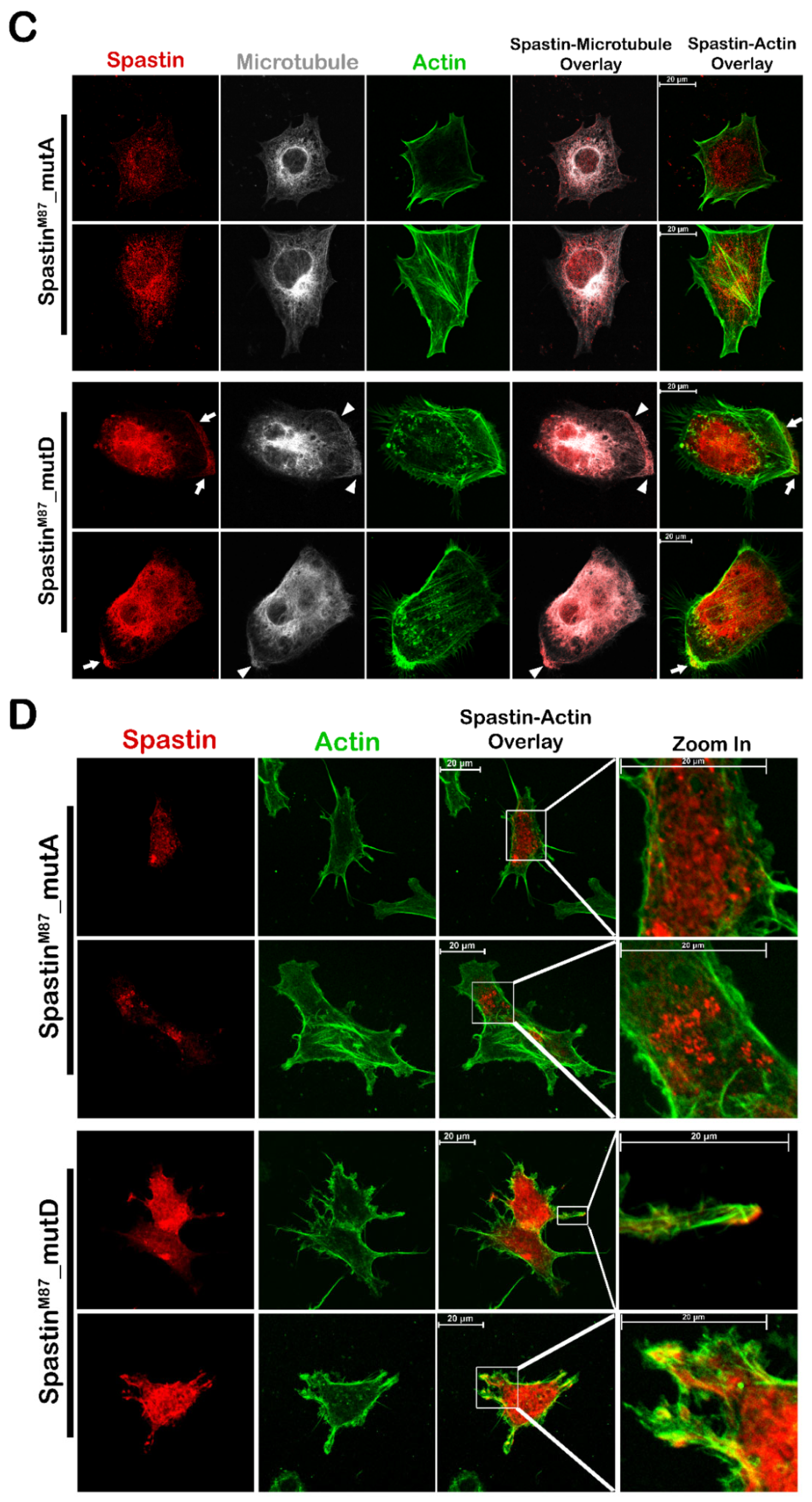 Cells 12 00427 g006b Cells 12 00427 g006b