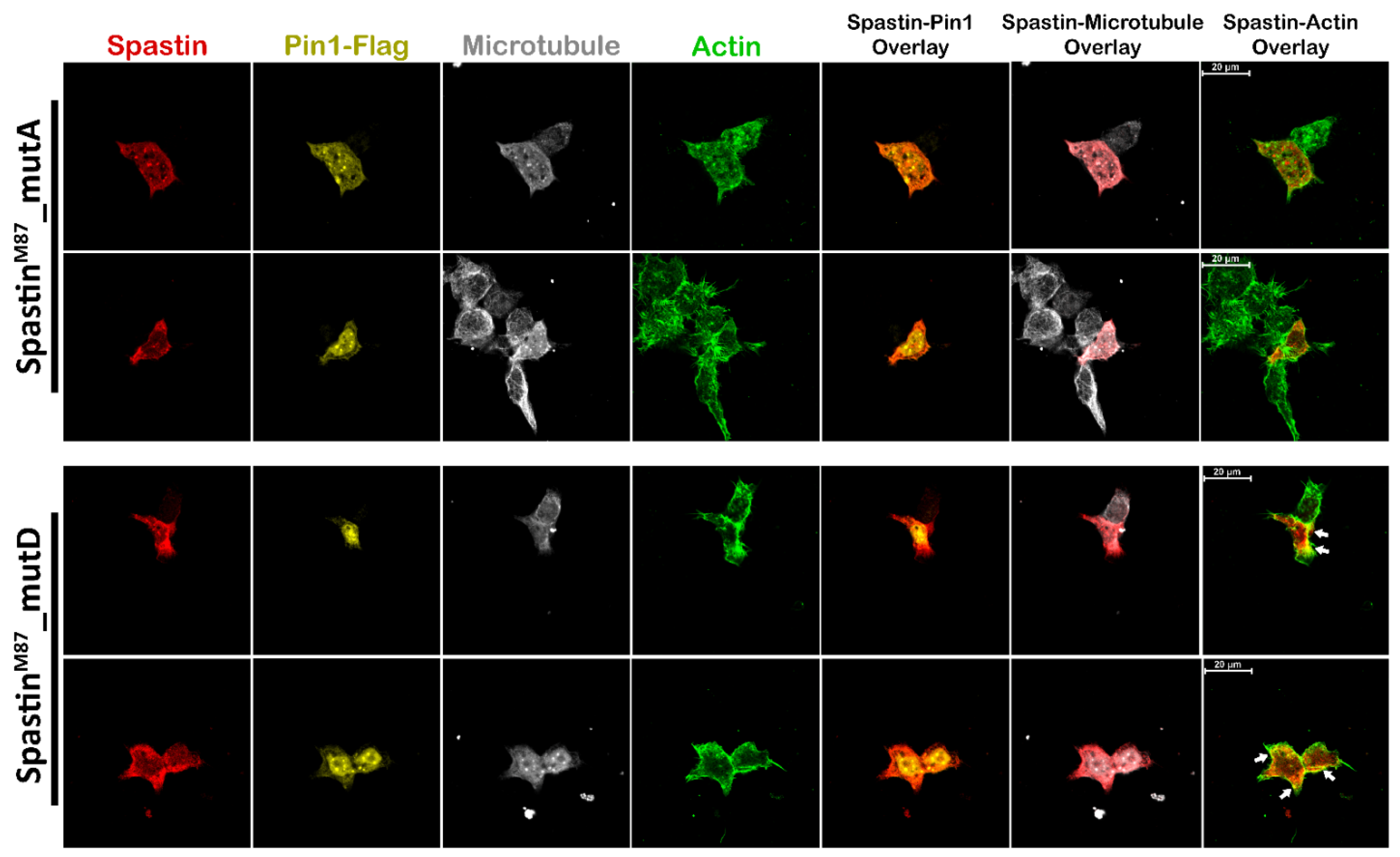 Cells 12 00427 g007 Cells 12 00427 g007