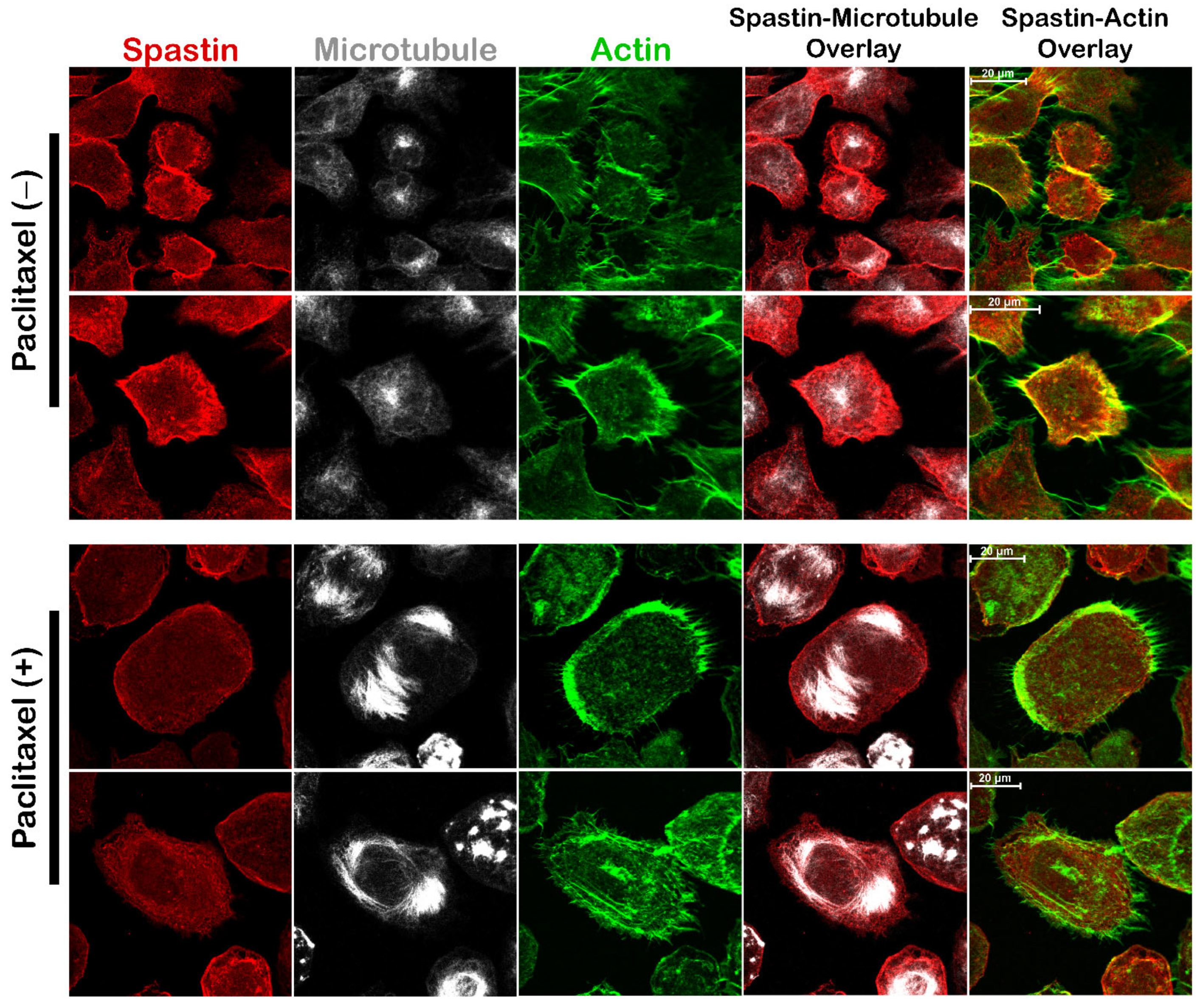 Cells 12 00427 g008 Cells 12 00427 g008