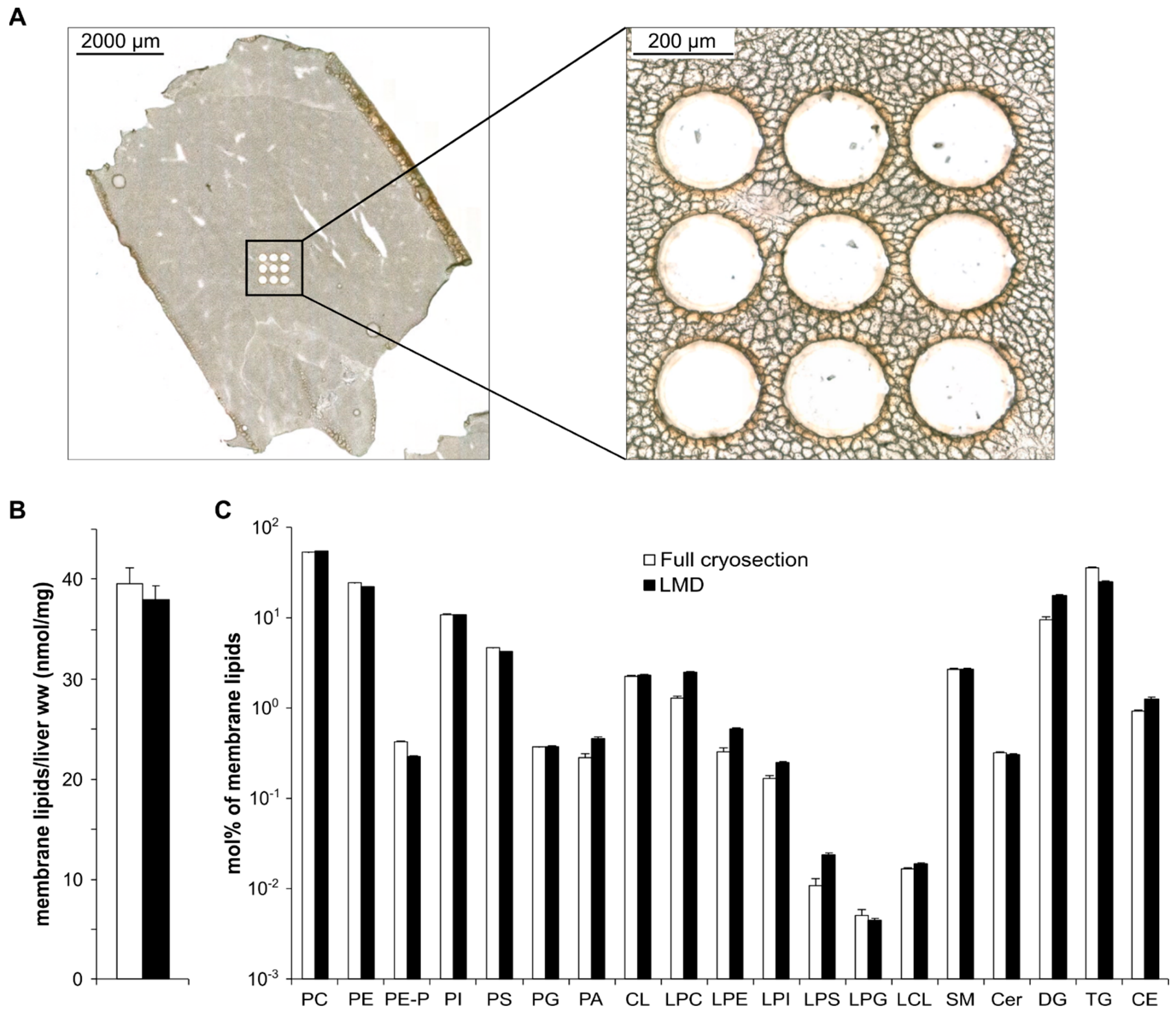 Cells 12 00428 g002 Cells 12 00428 g002
