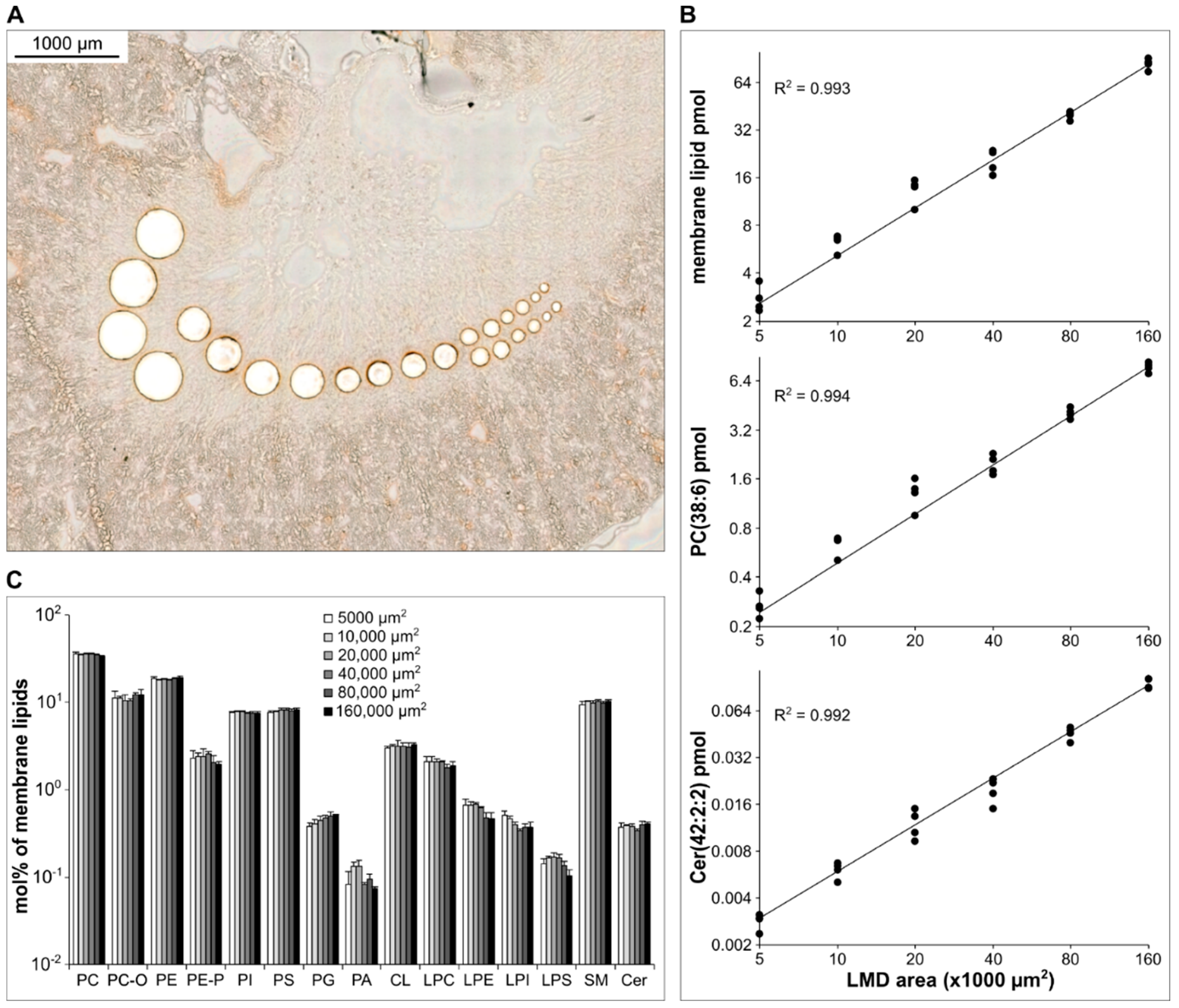 Cells 12 00428 g004 Cells 12 00428 g004