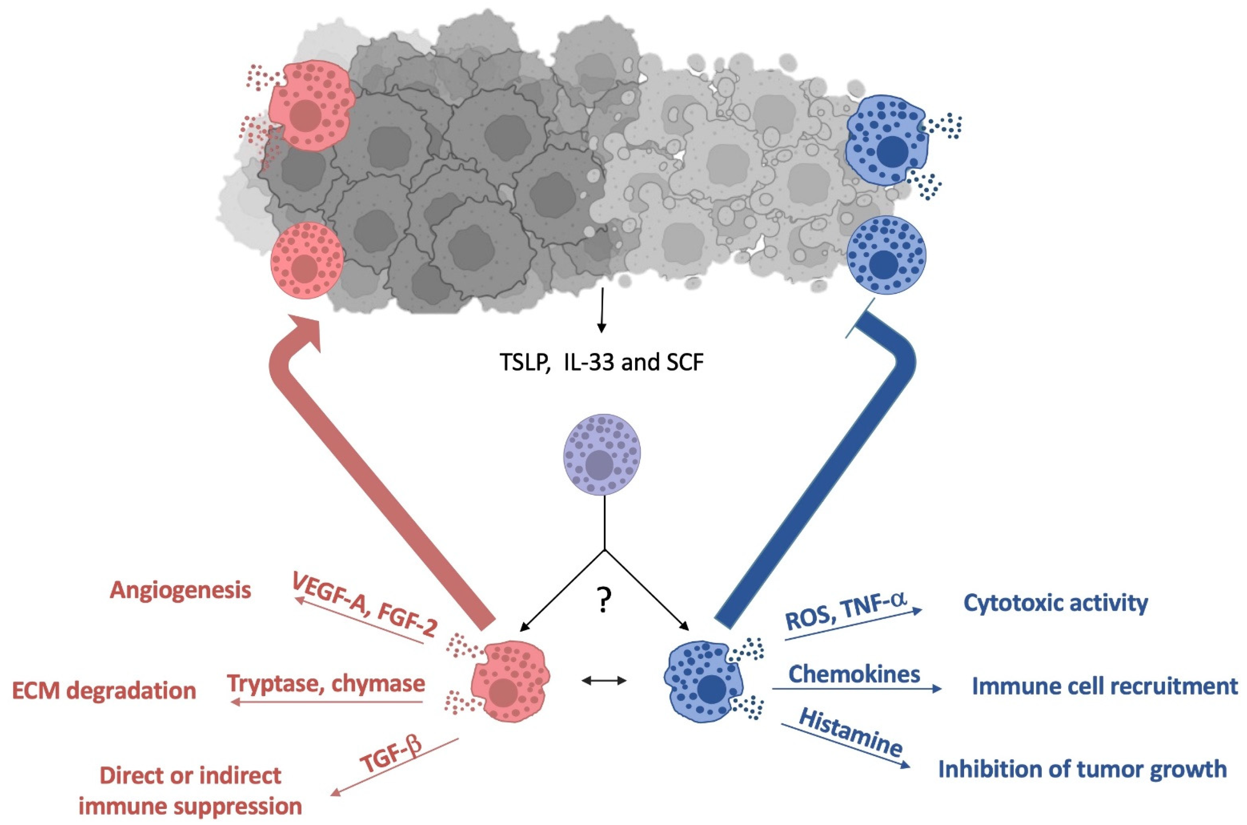 Cells 12 00459 g002 Cells 12 00459 g002